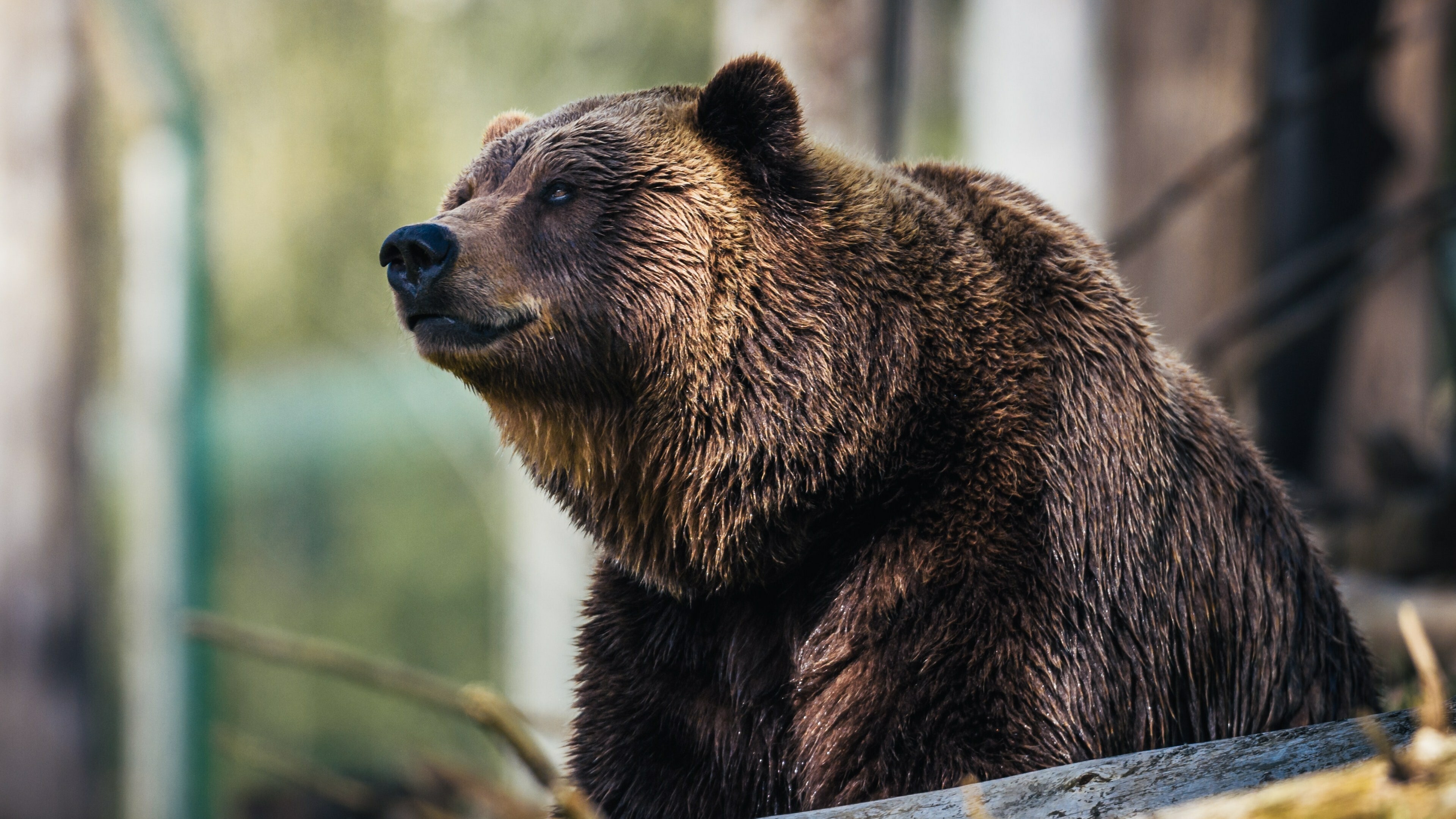 Bear 4K wallpaper, High-definition image, Nature's greatness, Breathtaking scenery, 3840x2160 4K Desktop