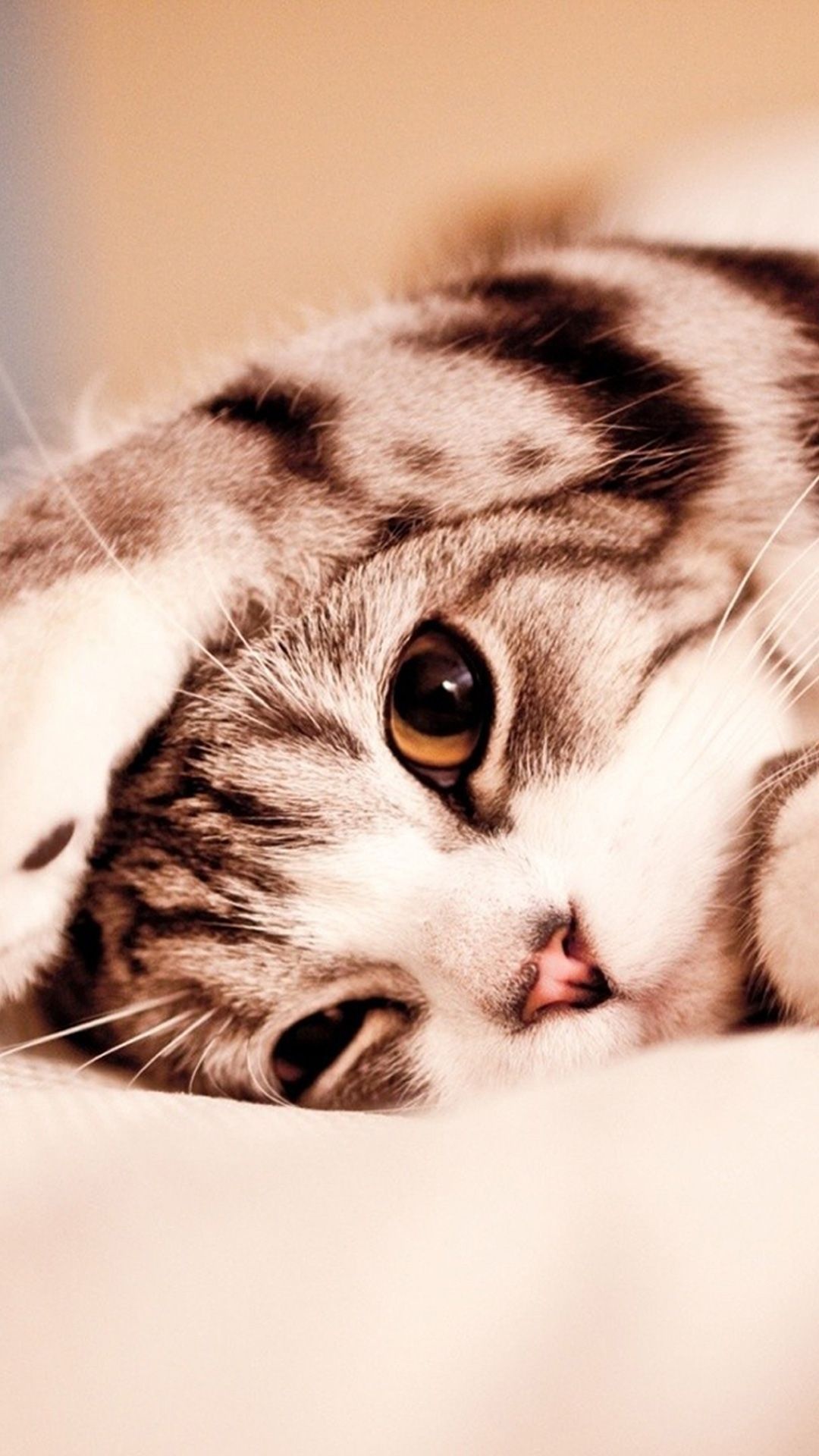 silver tabby cat, amber cat eye, raised cat paw, Full HD Phone wallpaper