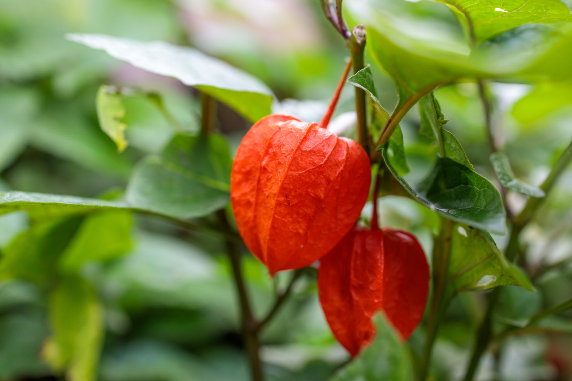 Physalis, Cape Gooseberry, Tropical fruit, Motosha stock photo, 1920x1280 HD Desktop
