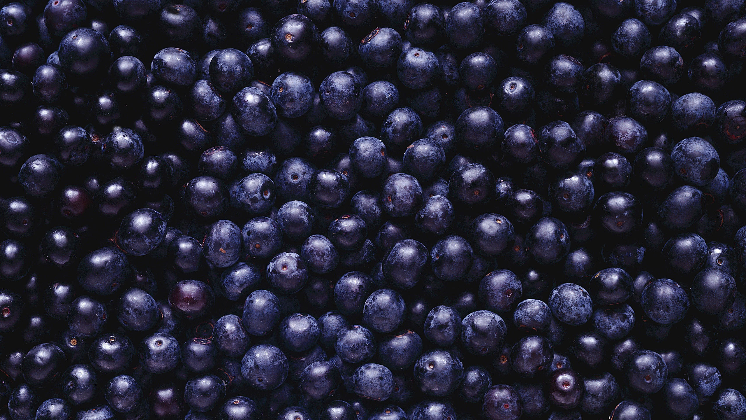 Food, Blueberry desktop backgrounds, HD wallpapers, 2560x1440 HD Desktop