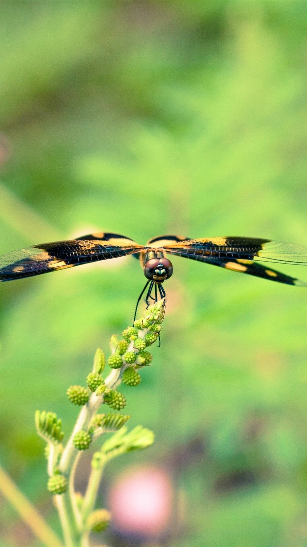 Dragonfly wings, Natural beauty, Hazy background, Stunning reptile, 1080x1920 Full HD Phone
