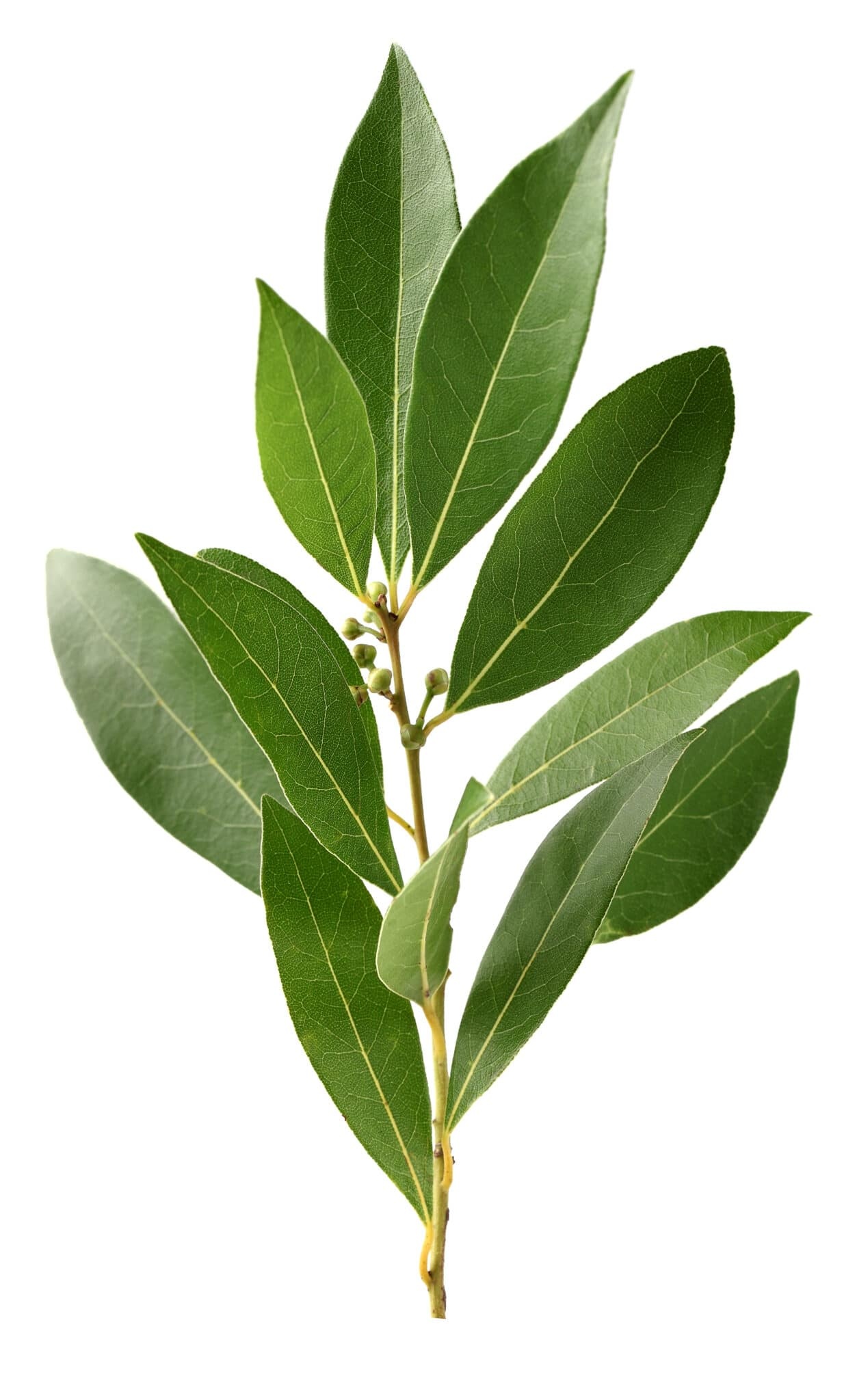 Branch, Bay Leaves Wallpaper, 1260x2050 HD Phone