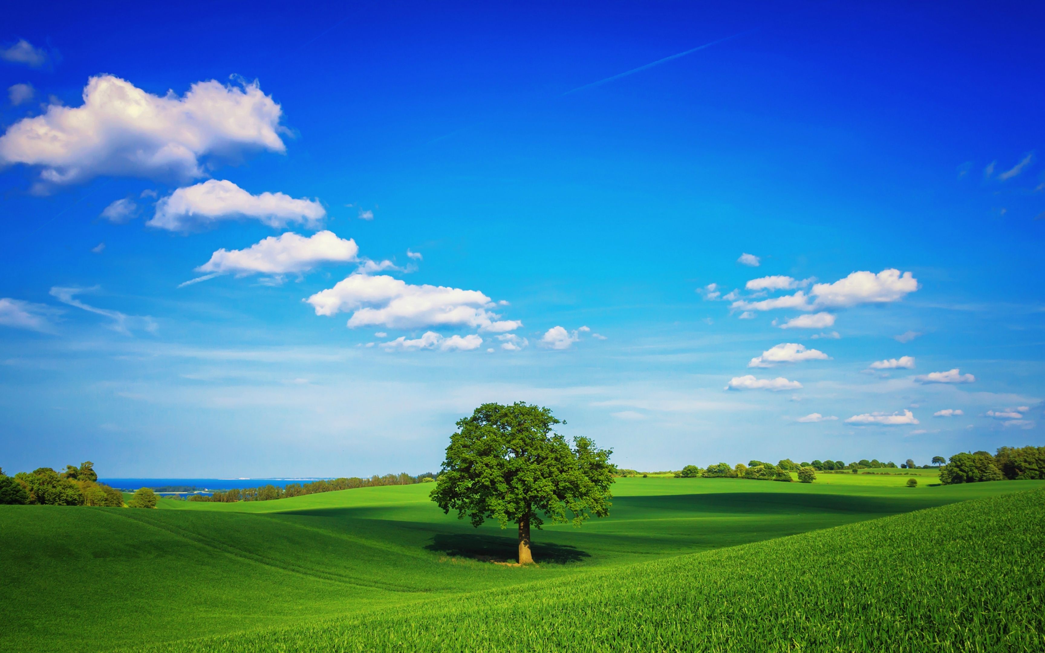 lone deciduous tree, rolling green fields, partly cloudy blue sky, HD Desktop wallpaper