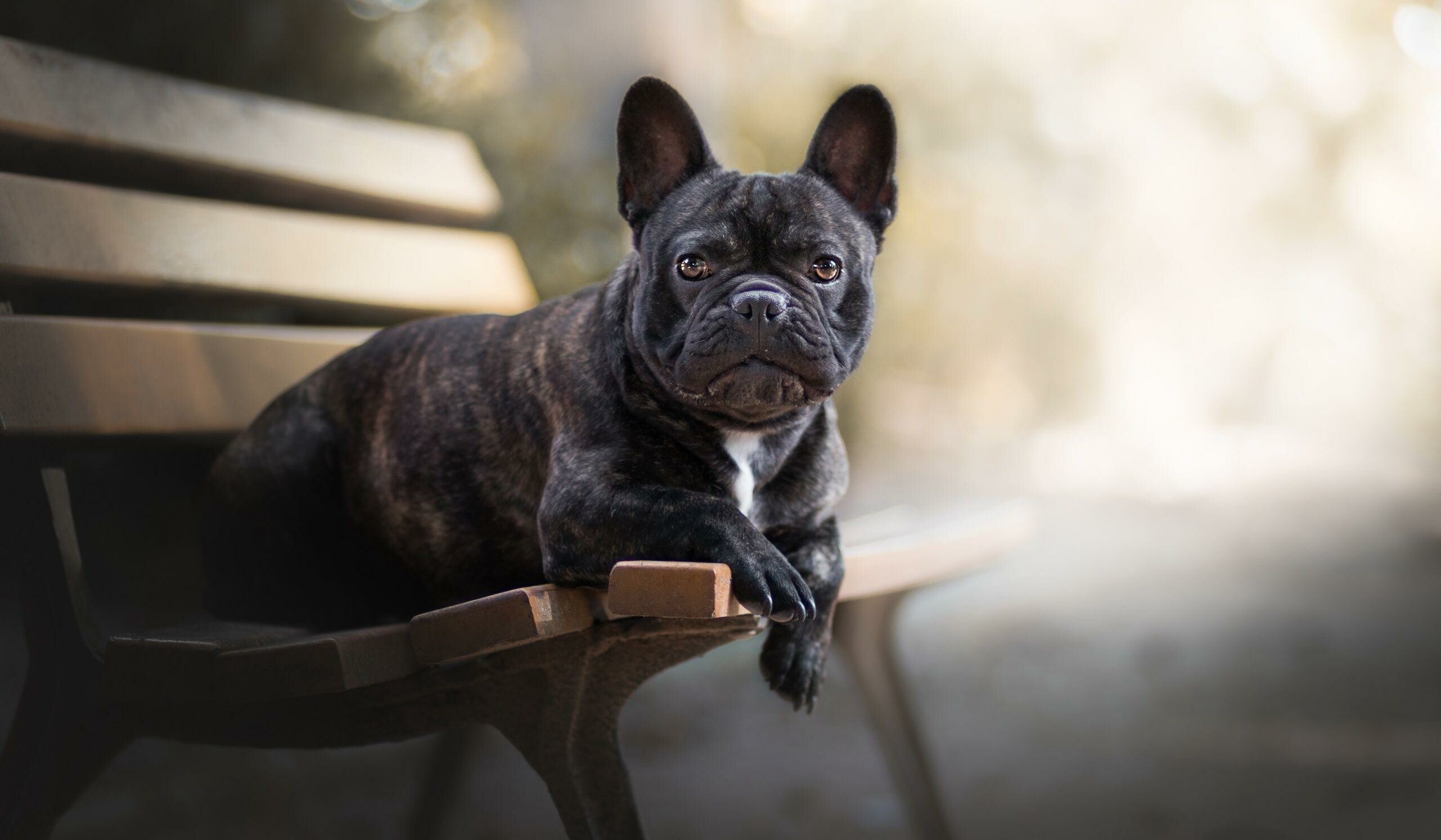 Bench, Bulldog Wallpaper, 2560x1500 HD Desktop