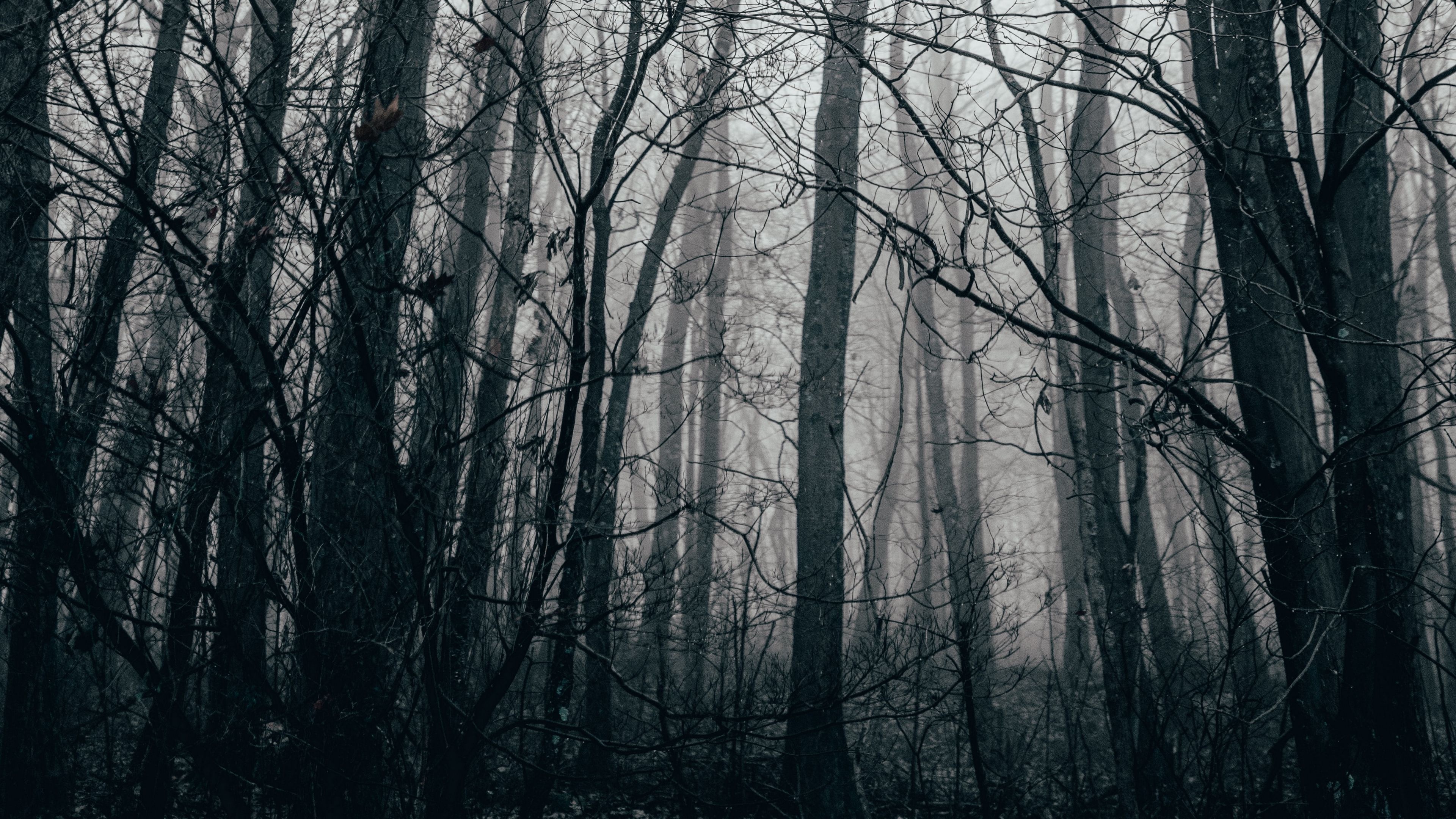 bare dark tree trunks, dense foggy woodland, eerie grey mist, 4K Desktop wallpaper