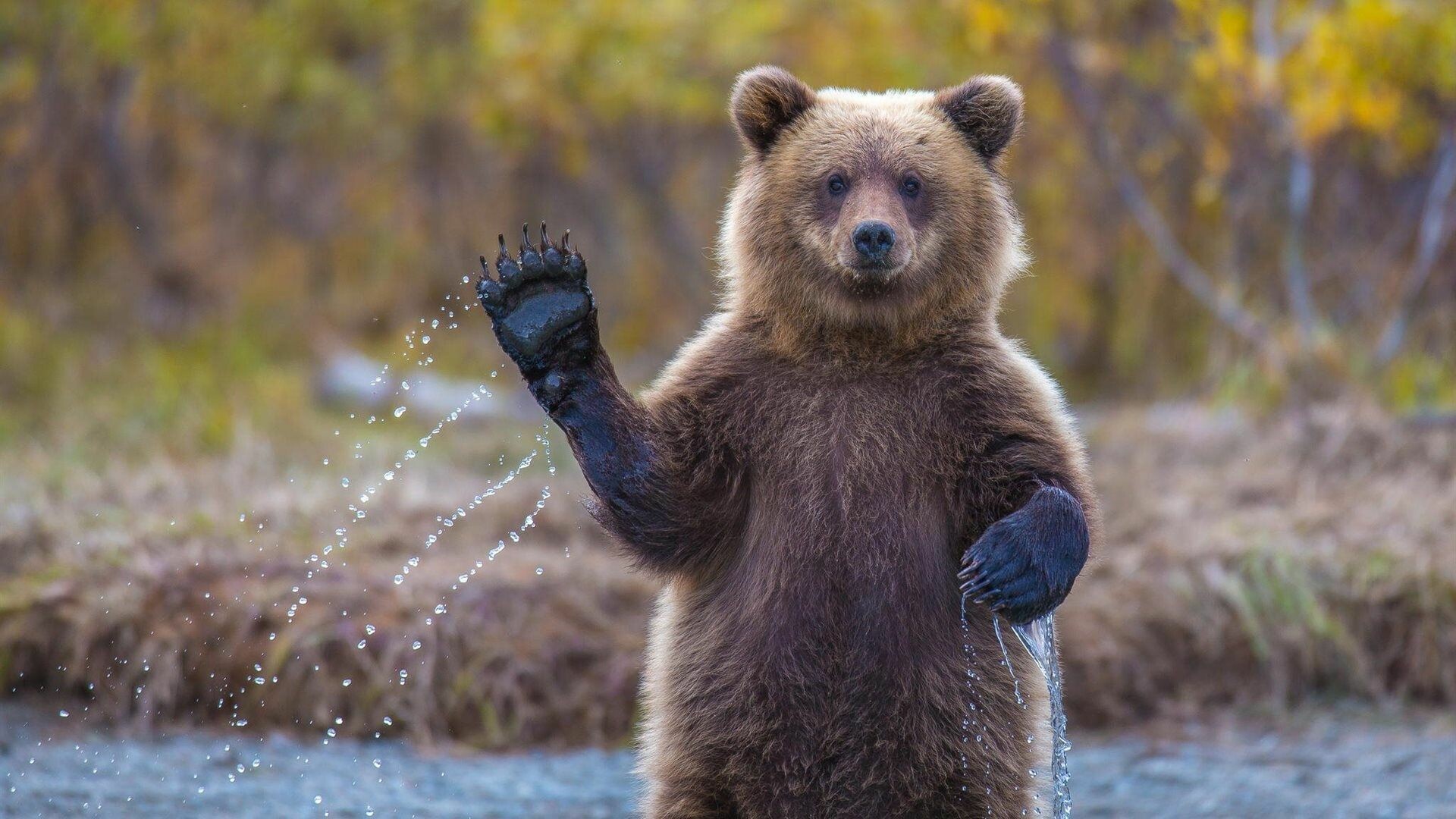 Funny bear, Hilarious moments, Humorous images, Laughter, 1920x1080 Full HD Desktop