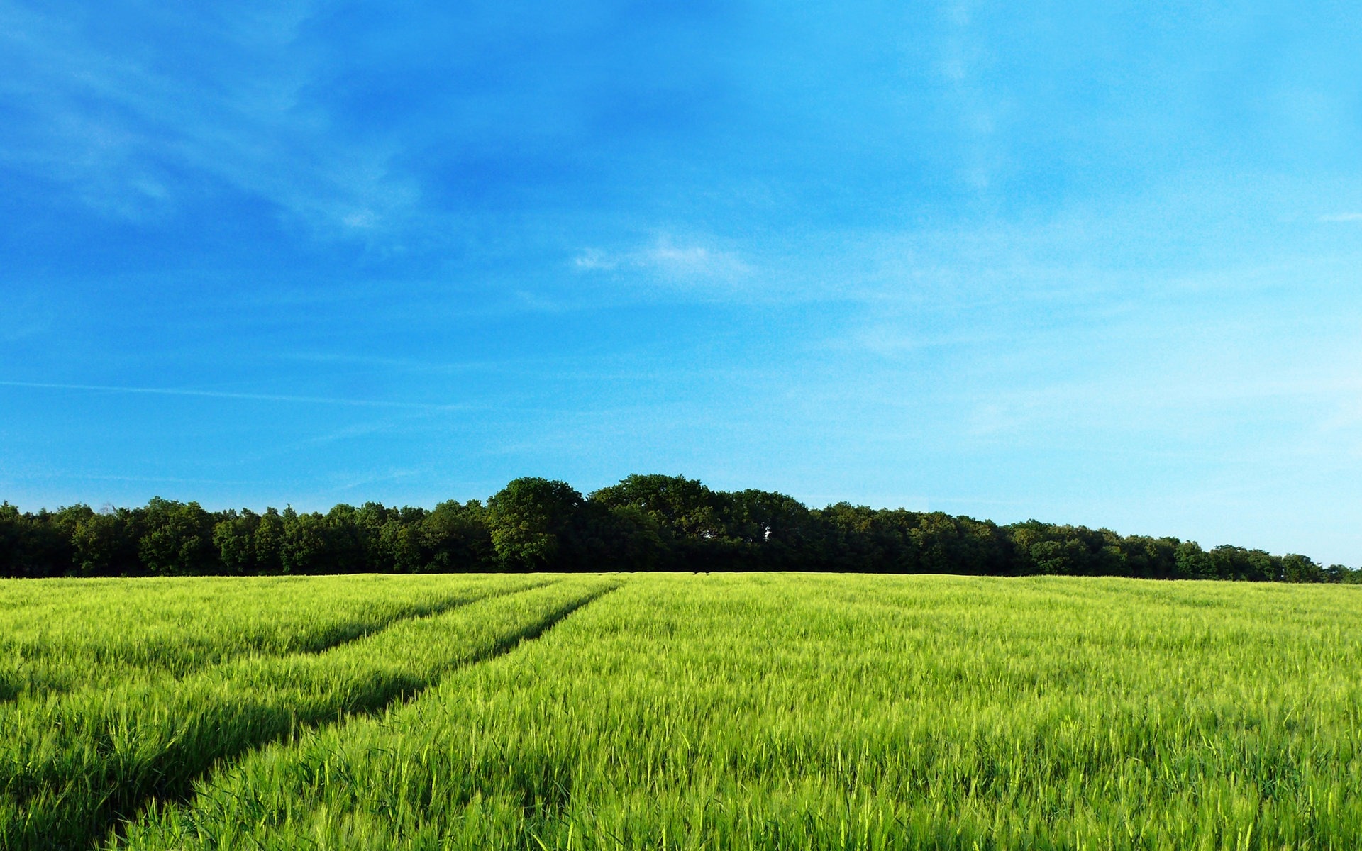 green cereal crop field, distant forest tree line, vibrant blue summer sky, HD Desktop wallpaper