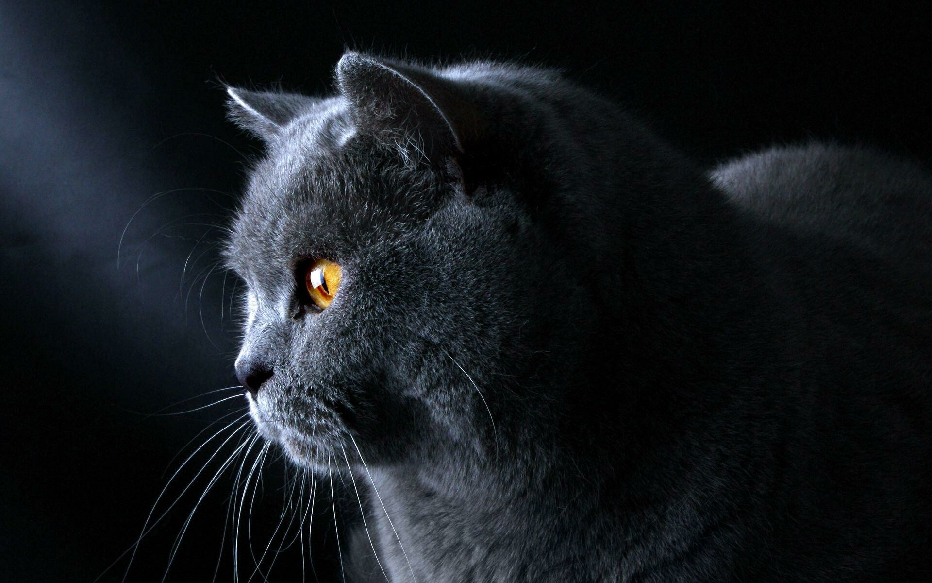 British Cat, Adorable feline companion, Majestic shorthair breed, Playful and affectionate, 1920x1200 HD Desktop