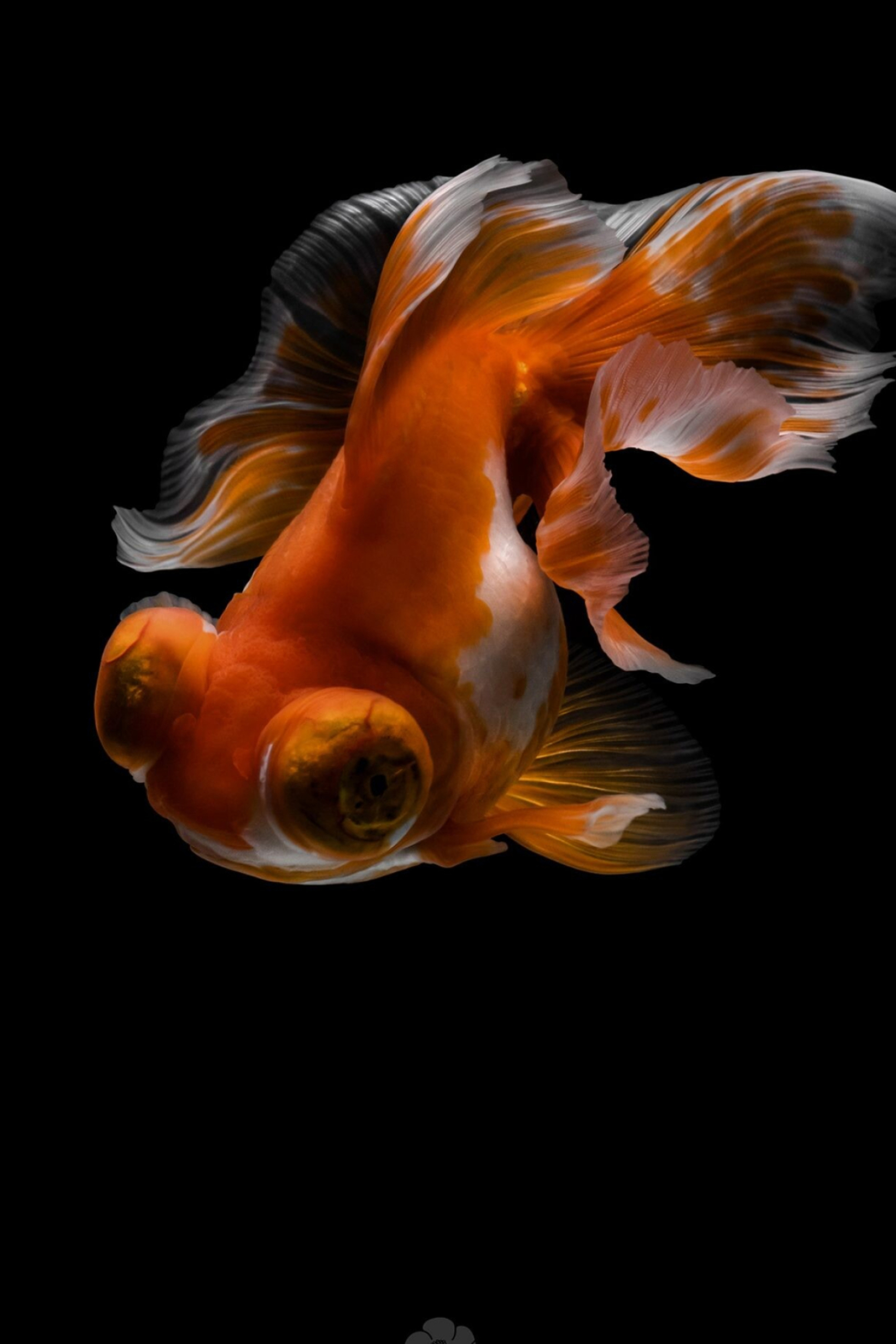 Gold Fish, Nature, Tsubaki office, Daily design, 1710x2560 HD Phone