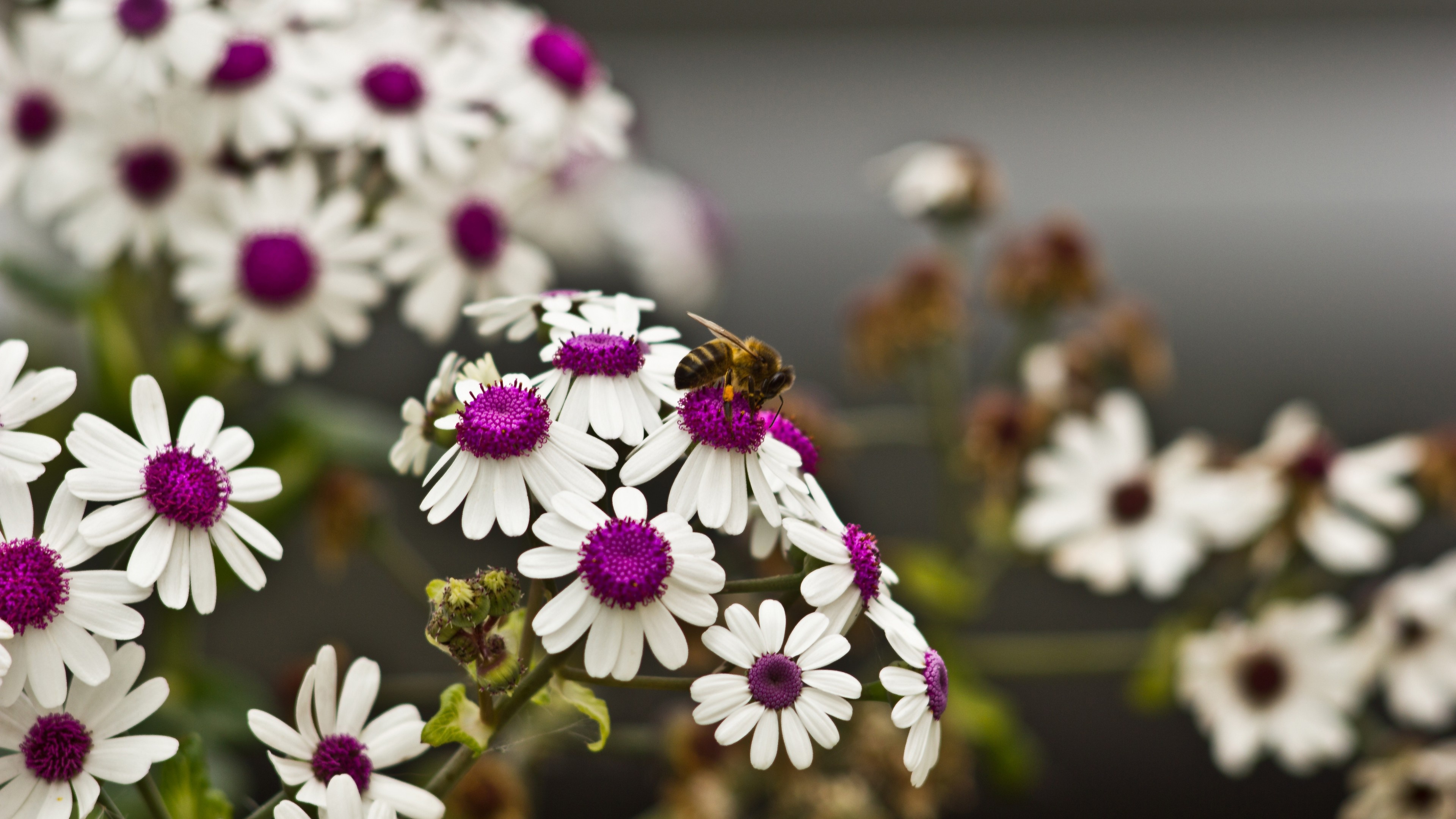 Spring daisies, Vibrant flowers, Nature's harmony, Fluttering bee, 3840x2160 4K Desktop