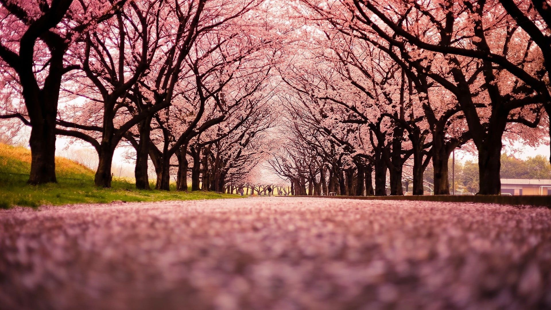 Cherry blossom tree tunnel, Fallen pink blossom petals, Spring tree-lined path, Full HD Desktop wallpaper