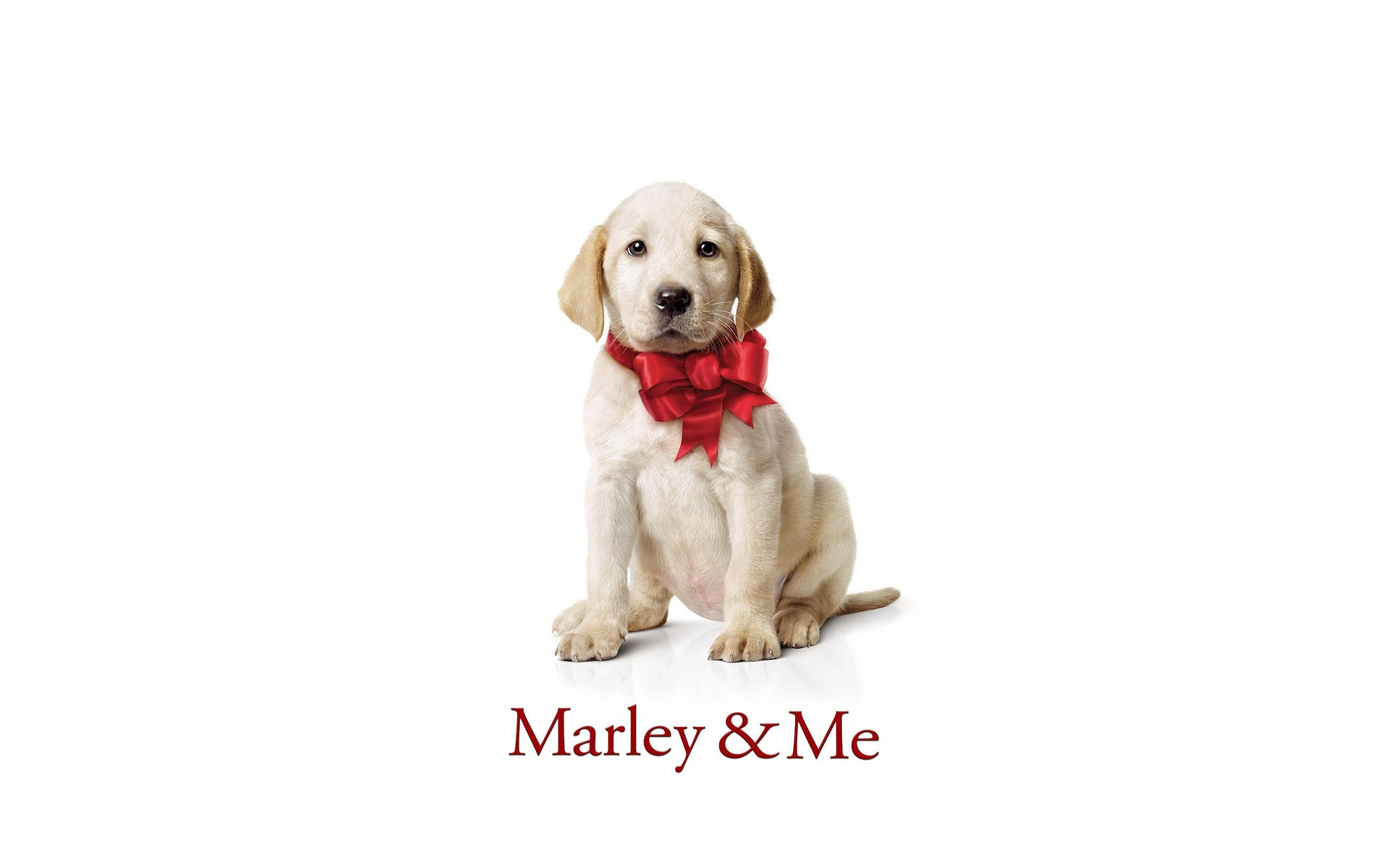 Marley and Me, Heartwarming tale, Mischievous dog, Unbreakable bond, 1920x1200 HD Desktop