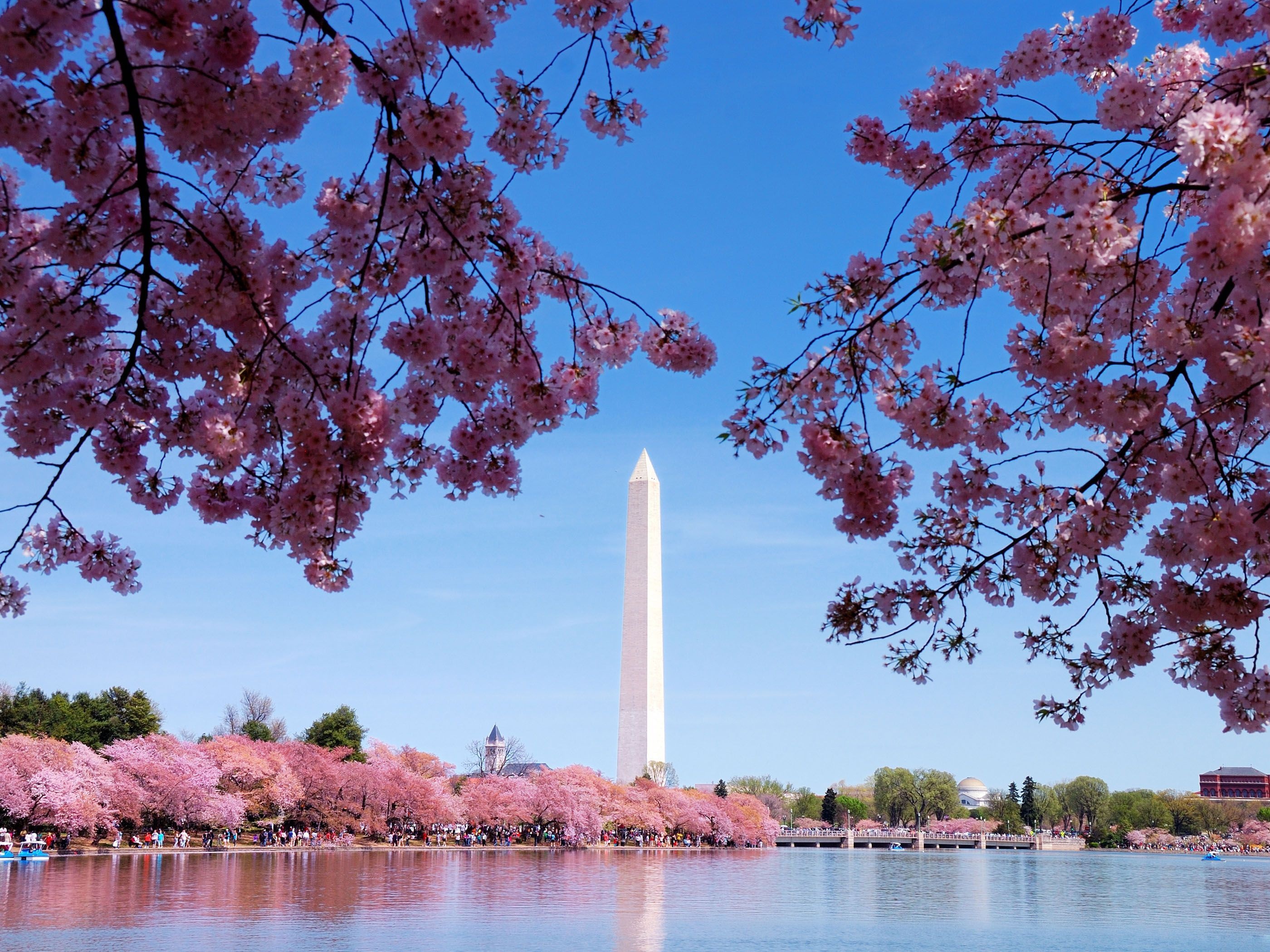 Cherry Blossoms in D.C., Blooming Splendor, Delicate Beauty, Floral Bliss, 2800x2100 HD Desktop