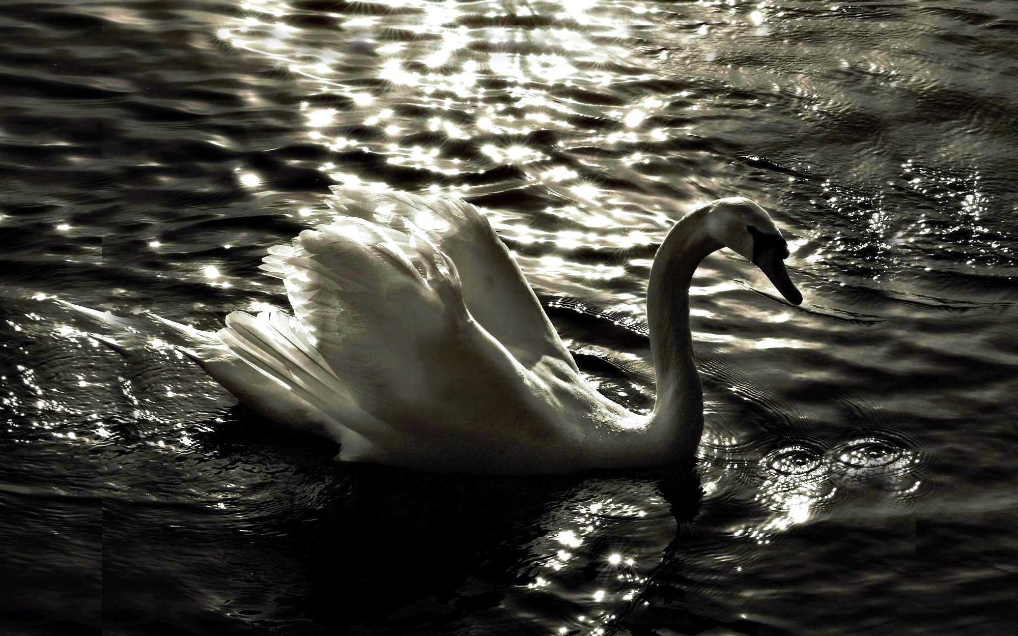 Birds mute swan, 1440x1080 tags backgrounds, Mute swan wallpapers, Lake swan, 2000x1250 HD Desktop