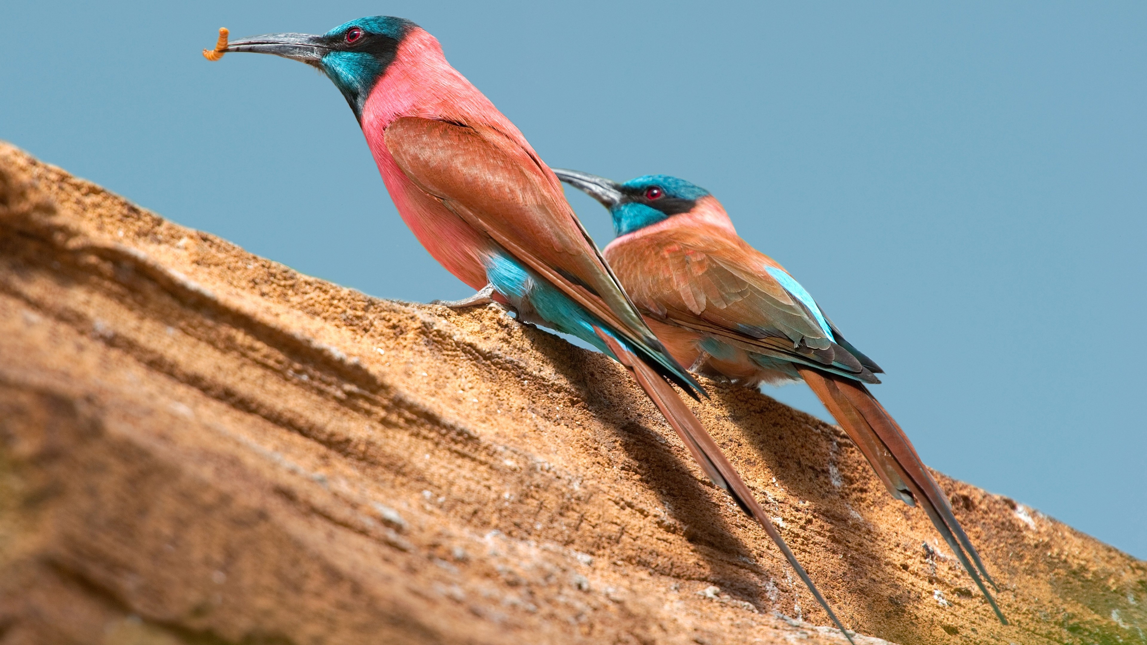 Central African Republic, Travels, Northern carmine bee eater, Nature animal birds, 3840x2160 4K Desktop