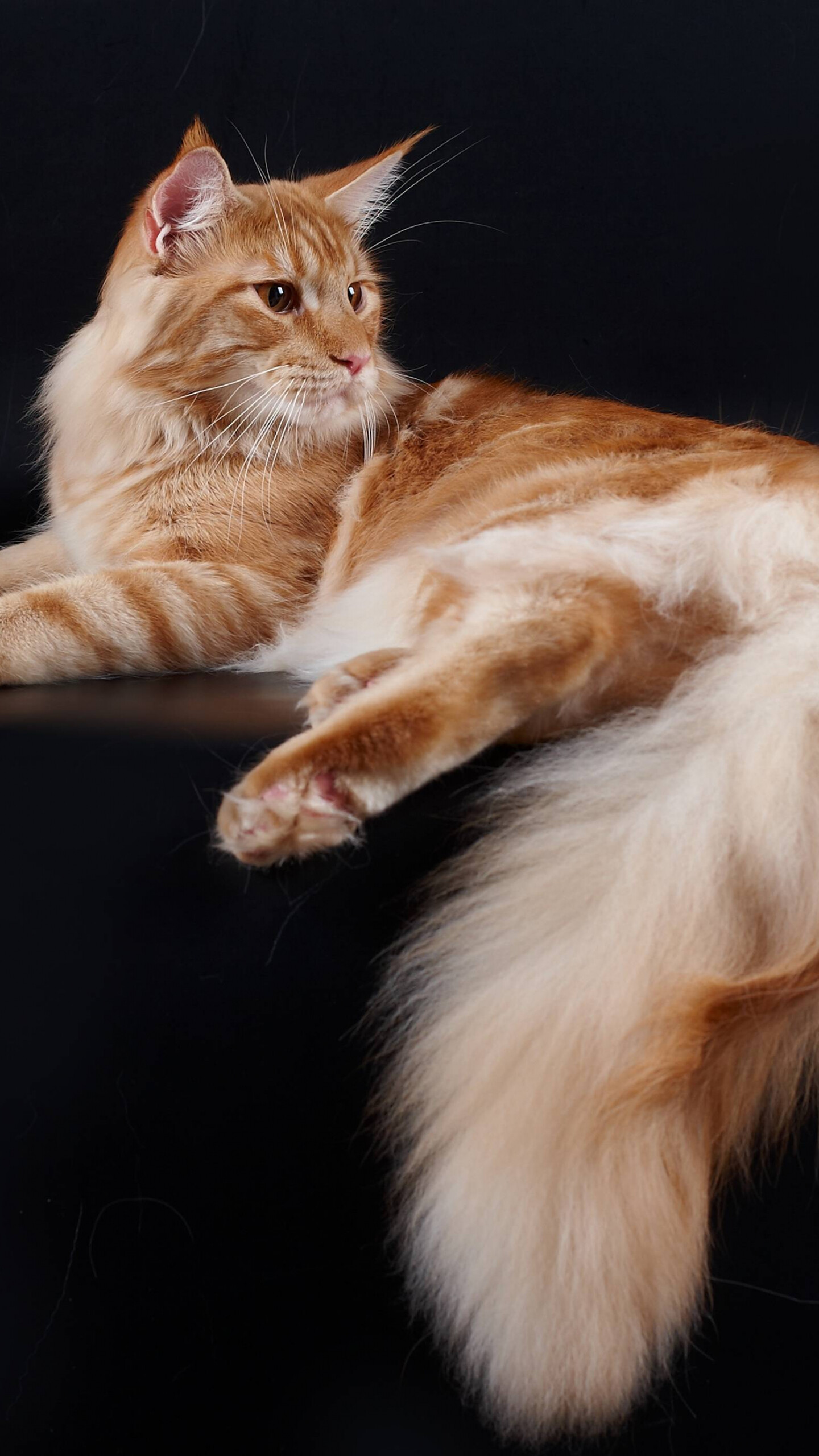 Red blotched tabby, Maine Coon Wallpaper, 1440x2560 HD Phone