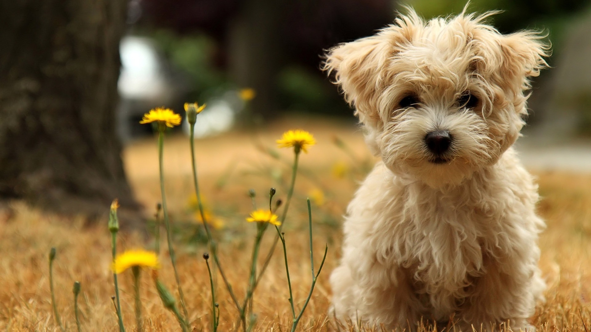 Beautiful dog wallpapers, Captivating images, desktop backgrounds, Pets' adorable charm, 1920x1080 Full HD Desktop