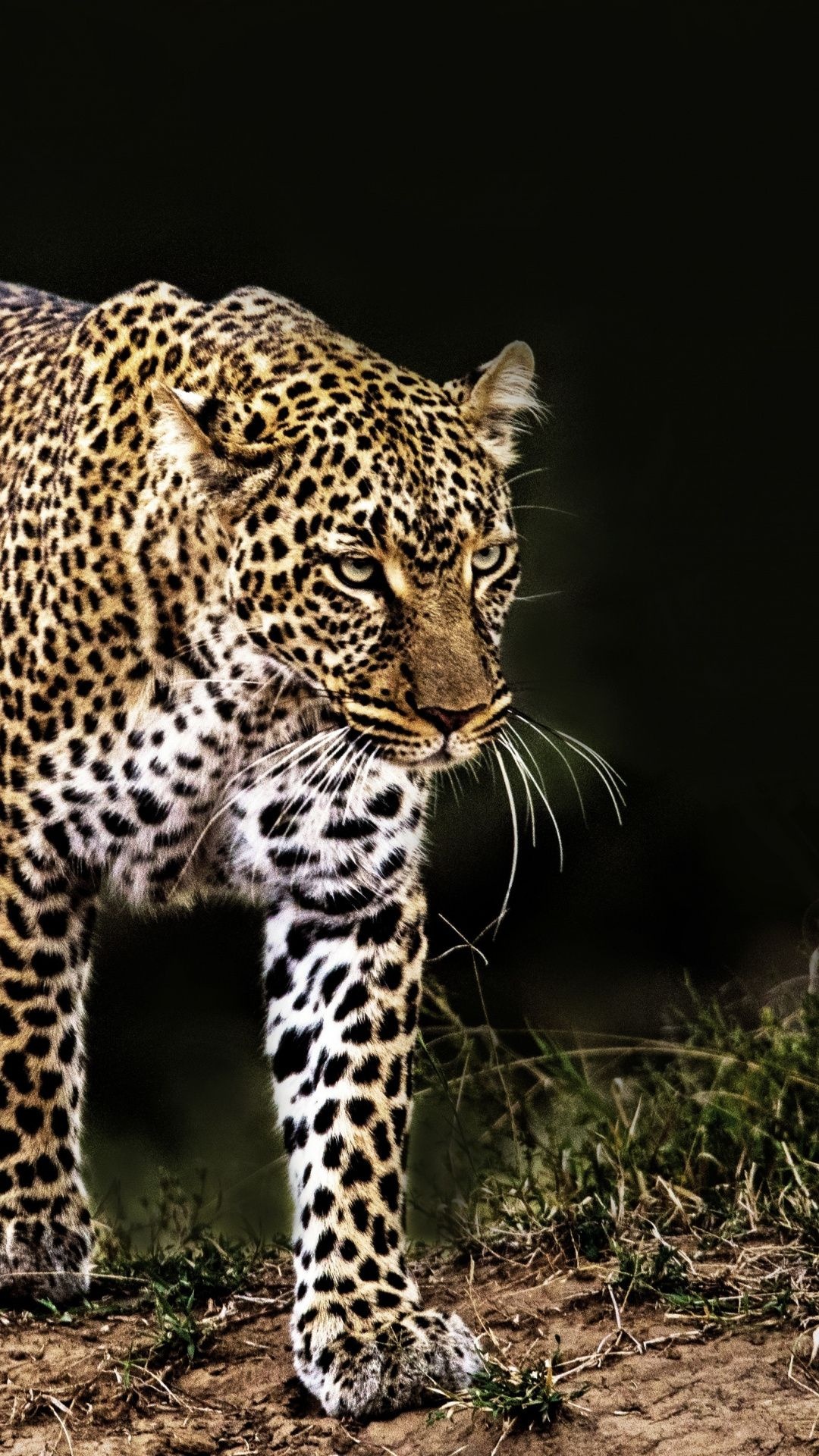 Confident wildlife walk, Leopard wallpaper, Wild animal, 1080x1920 Full HD Phone