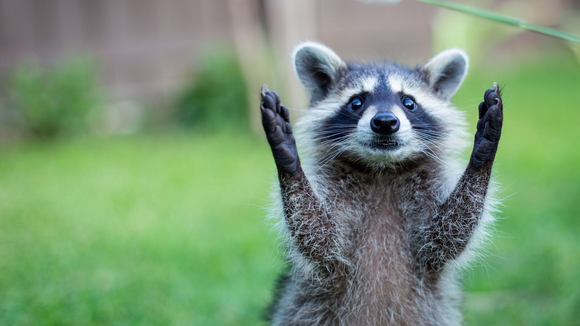 Baby raccoon raising paws, Raised raccoon paws, Blurred green lawn, Full HD Desktop wallpaper