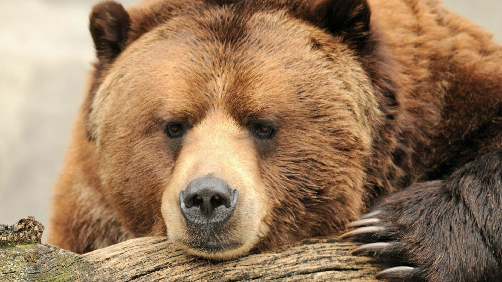 Grizzly bear wallpapers, Powerful creatures, High-definition images, Wild nature, 1920x1080 Full HD Desktop