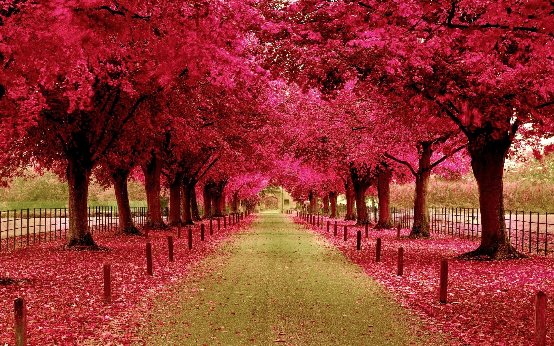 Pink tree canopy avenue, Fallen magenta leaves carpet, Post and rail fence, HD Desktop wallpaper