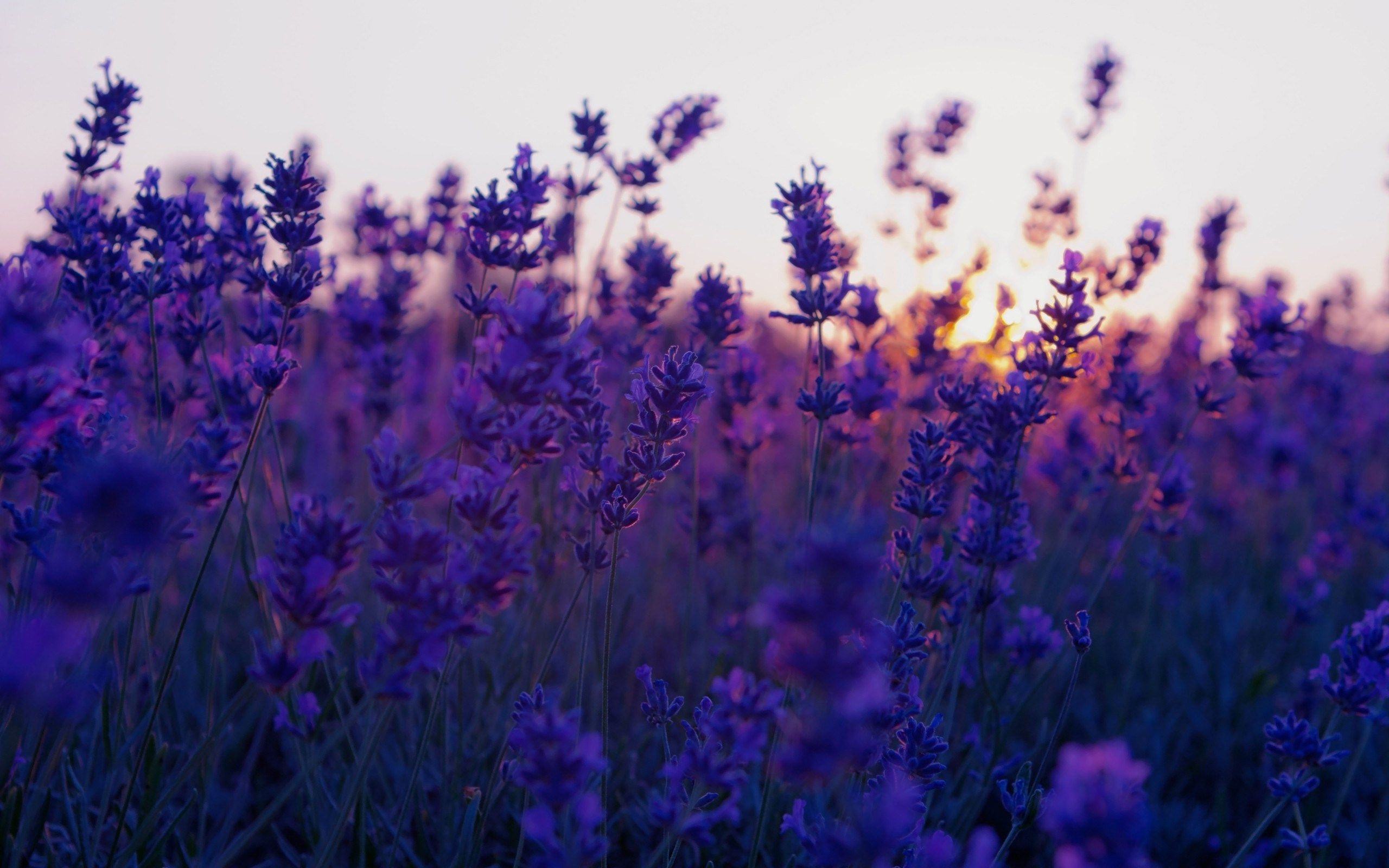Lavender, Pretty Backgrounds Wallpaper, 2560x1600 HD Desktop