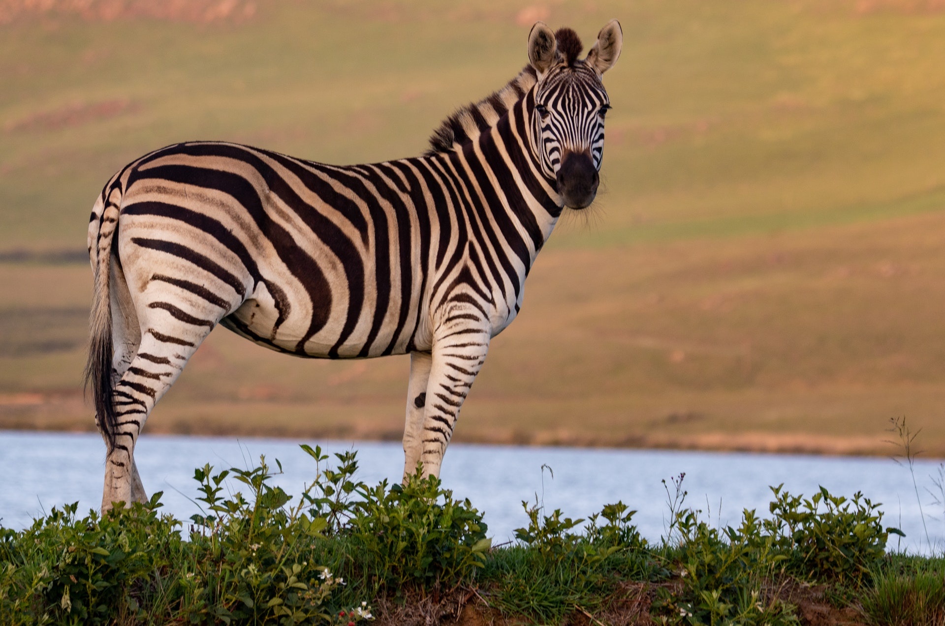 Budget Tanzania safari, Tarangire to Serengeti, 1920x1280 HD Desktop