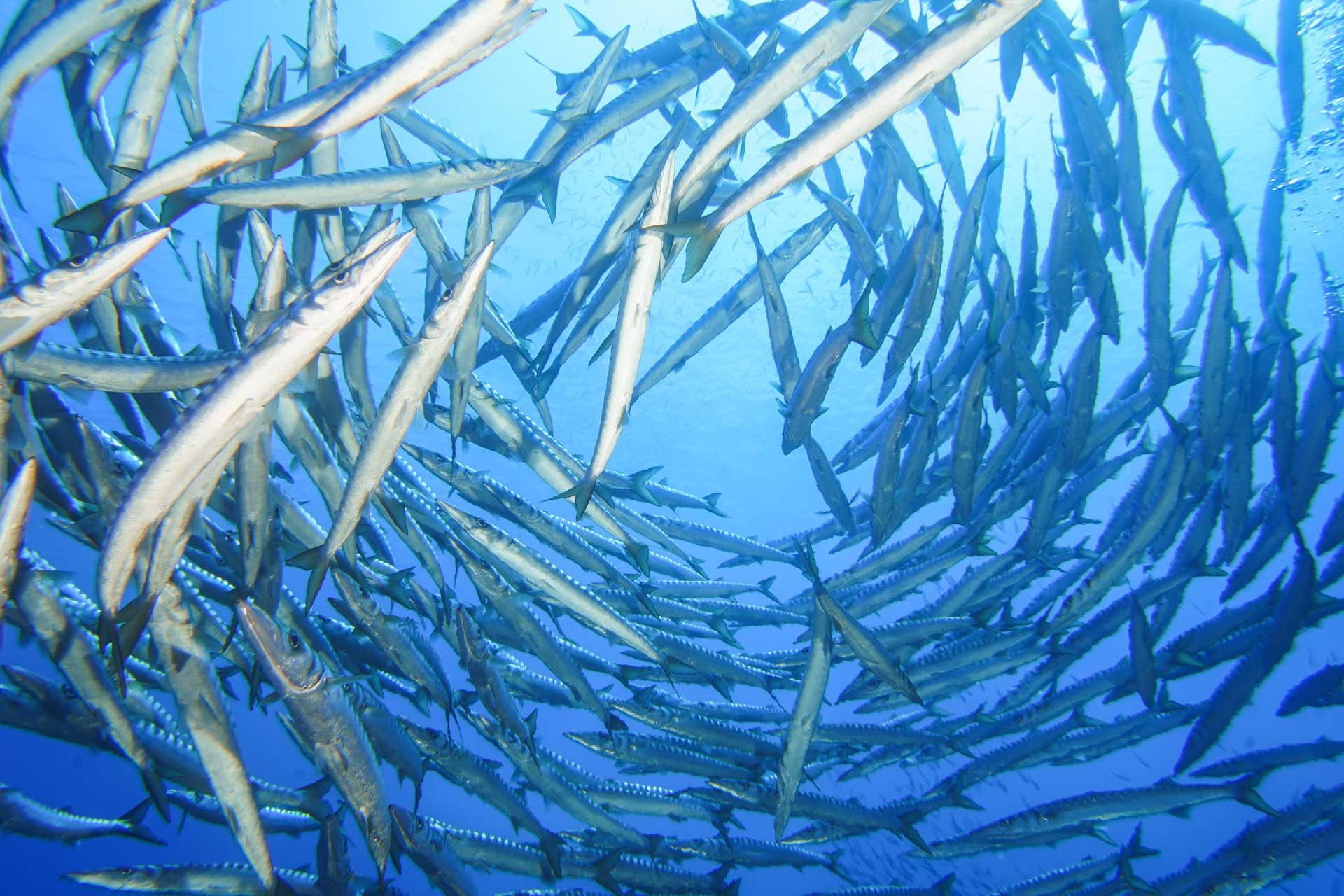 Barracuda point, Blu Tek diving, Scuba diving, Underwater exploration, 1920x1280 HD Desktop