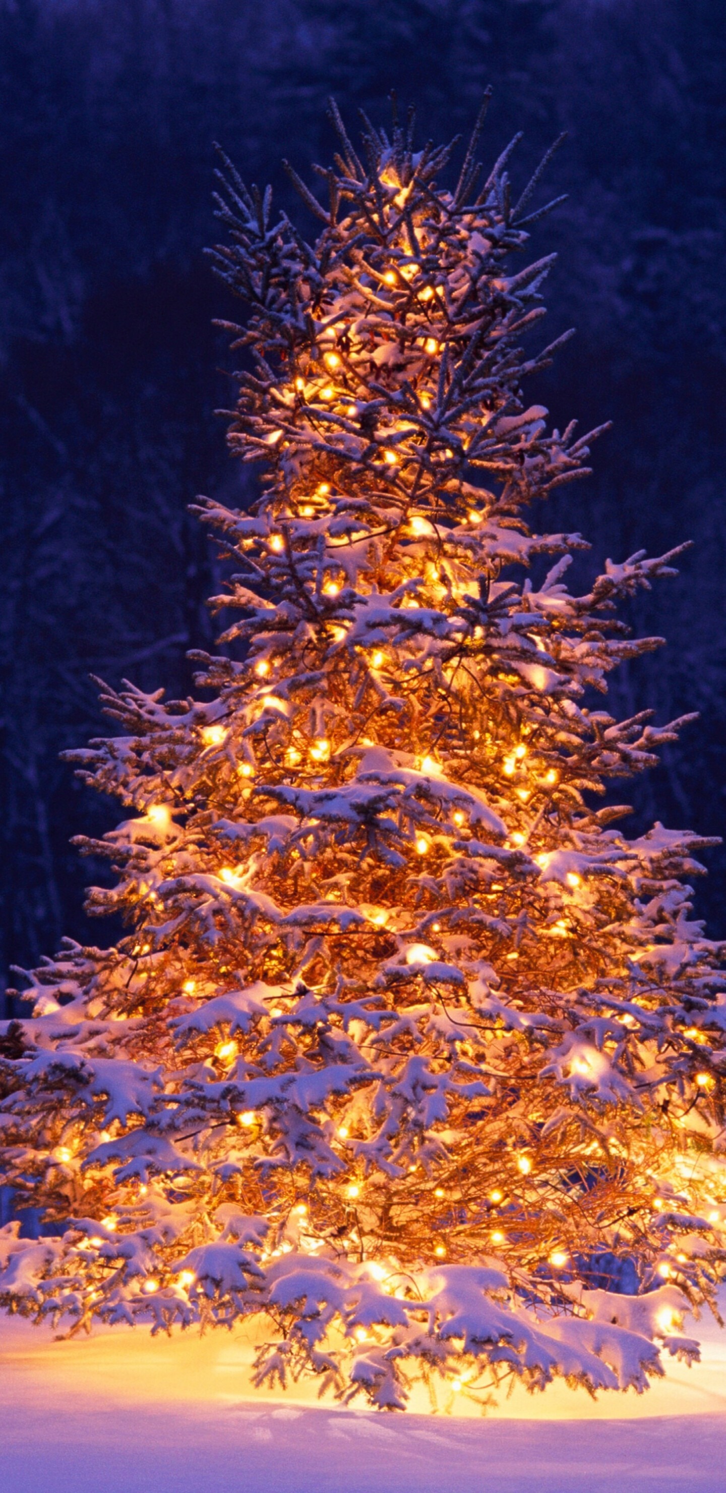 Christmas tree wallpaper, Winter holiday image, Festive atmosphere, Cozy vibes, 1440x2960 HD Phone