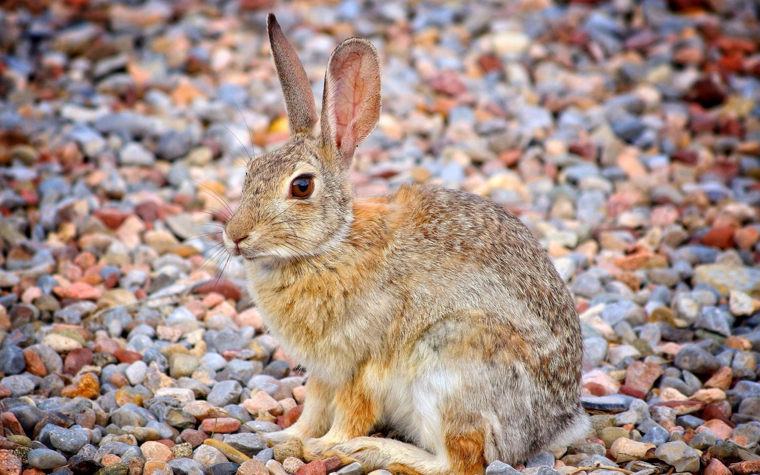 Ginger hare wallpaper, Stunning animal art, Captivating background, High resolution, 2560x1600 HD Desktop