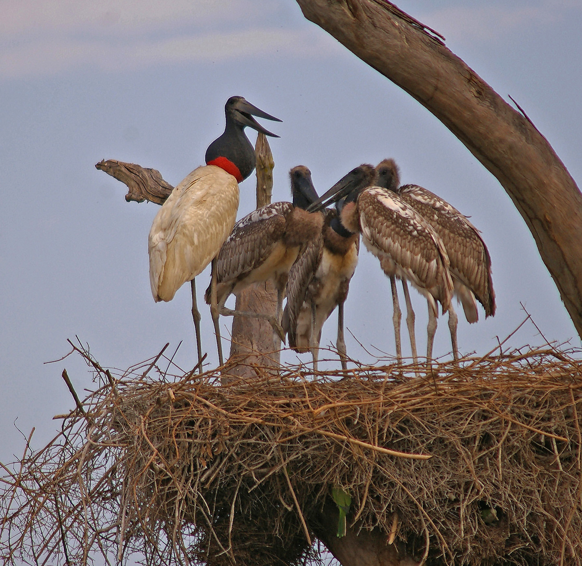 Jabiru Stork, GlobalWings Photo, Majestic Bird, Wetlands, 1980x1930 HD Desktop