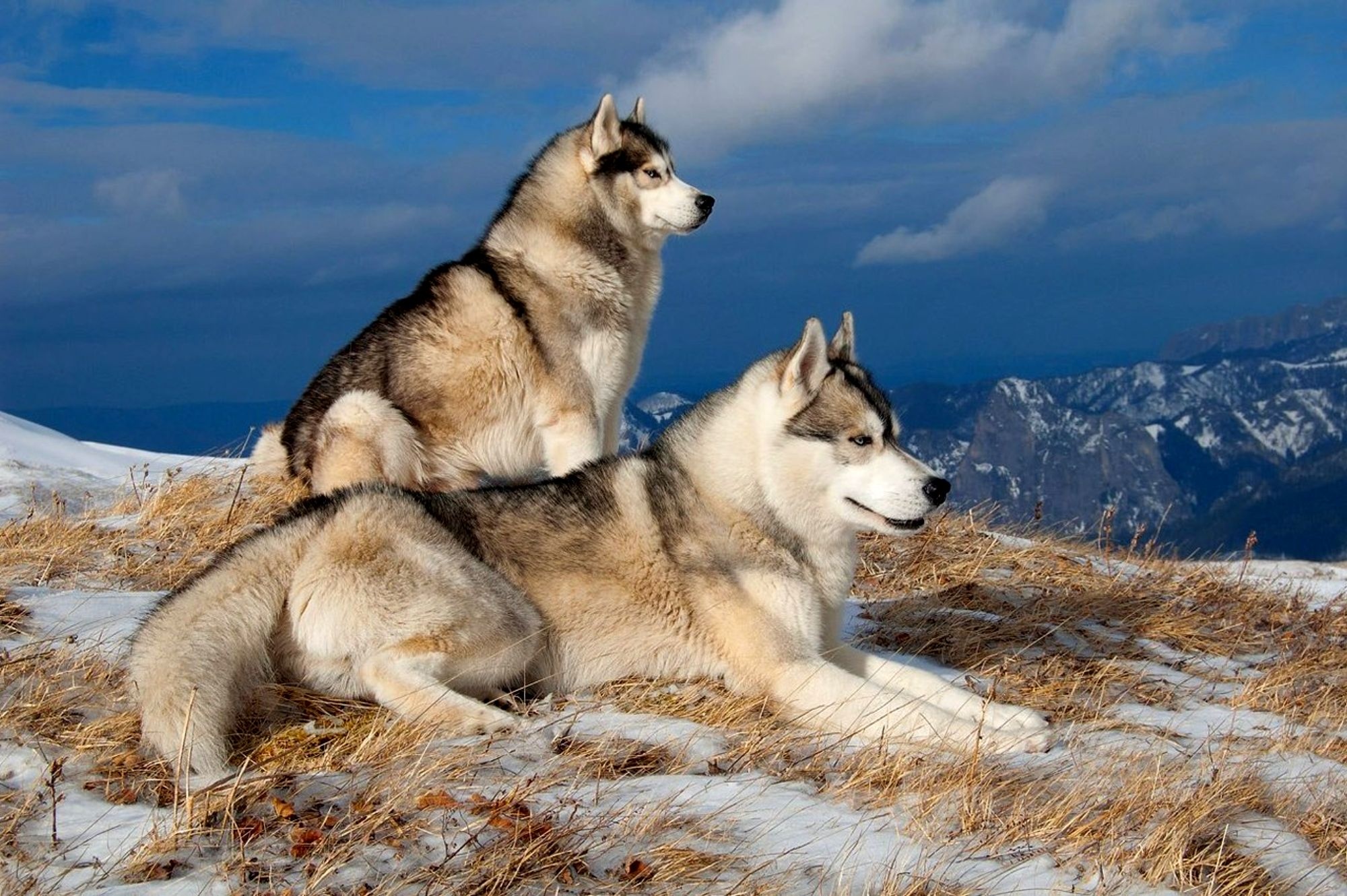 Siberian husky wallpapers, Stunning collection, Majestic creatures, Beautiful backgrounds, 2000x1330 HD Desktop