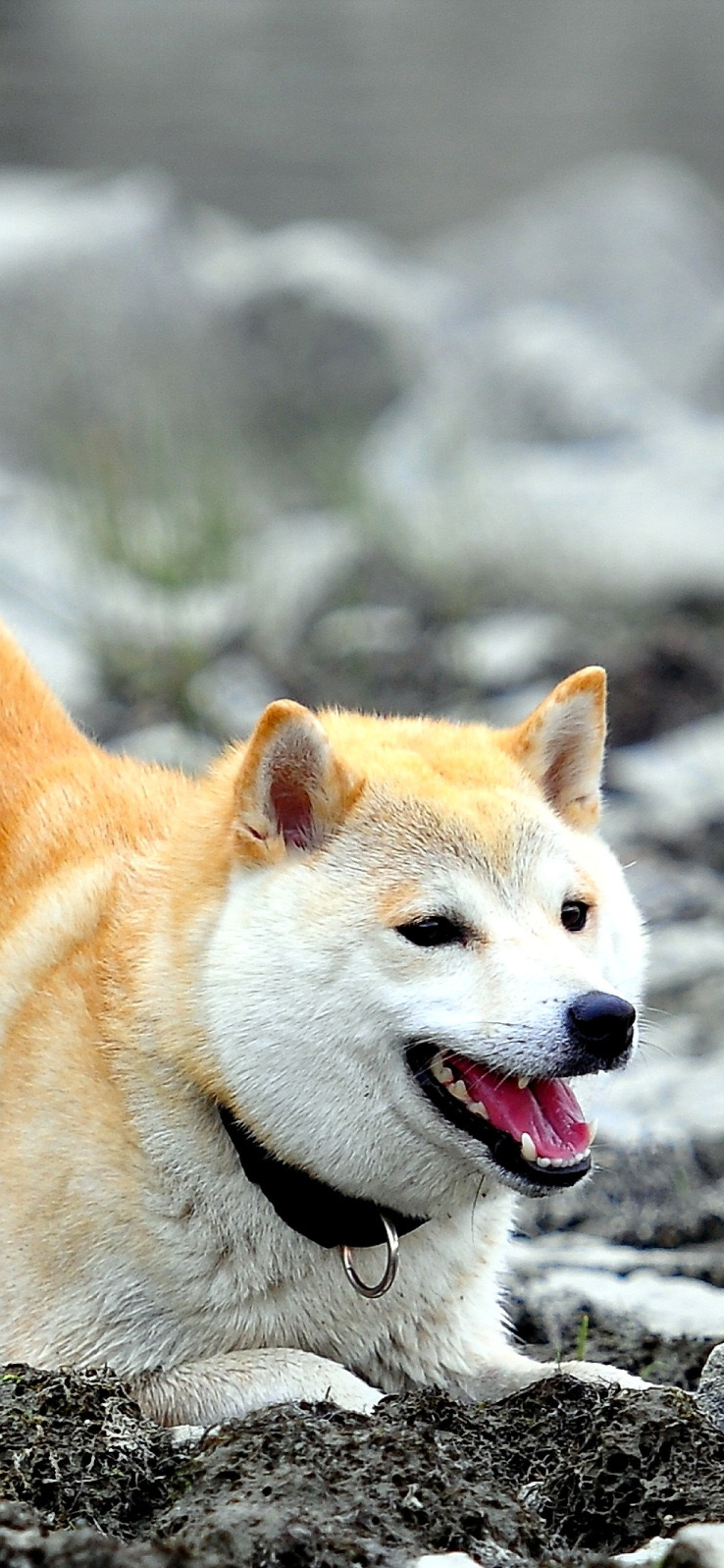 Akita inu wallpaper, iPhone 11, 1170x2540 HD Phone