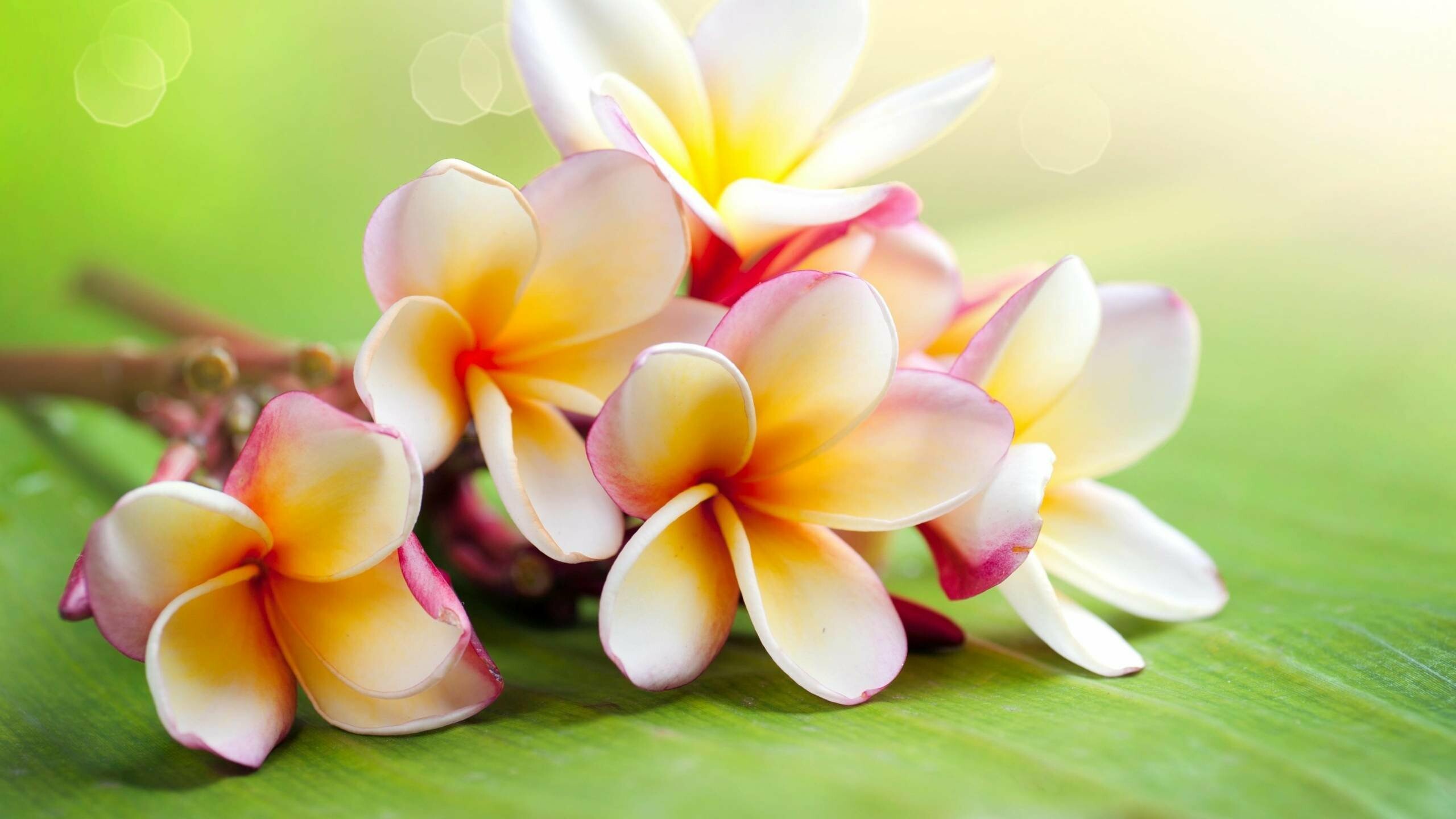 Bouquet, Plumeria Wallpaper, 2560x1440 HD Desktop