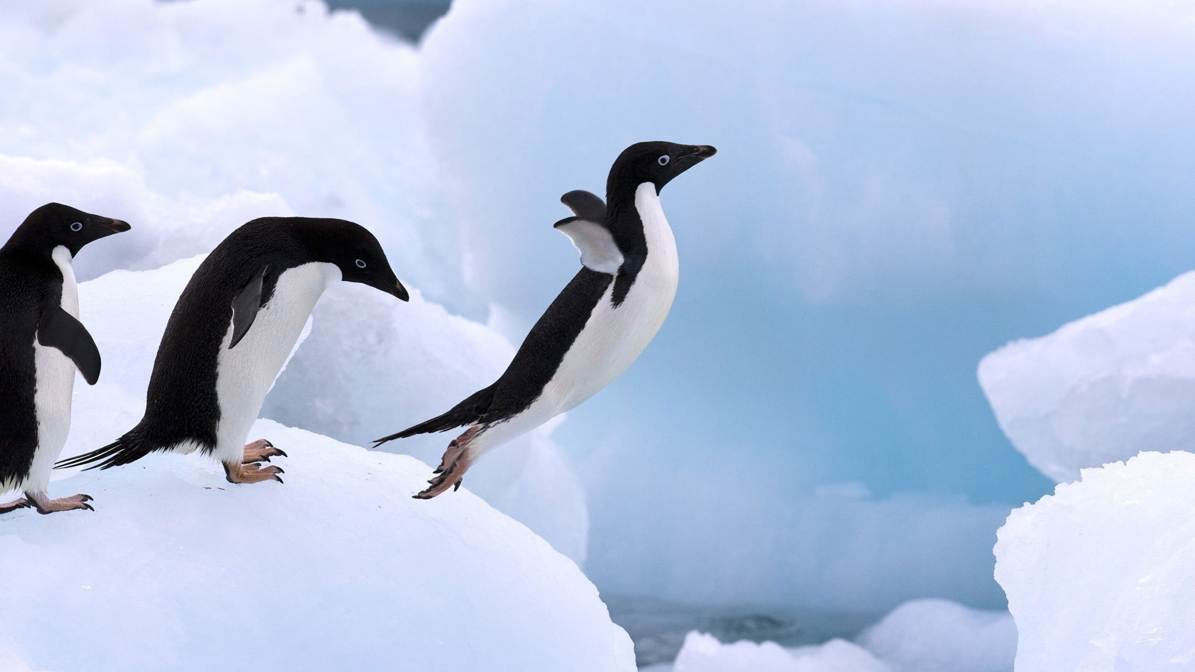 Penguin imagery, Stunning photos, Picture-perfect, Inspiring backgrounds, 3840x2160 4K Desktop