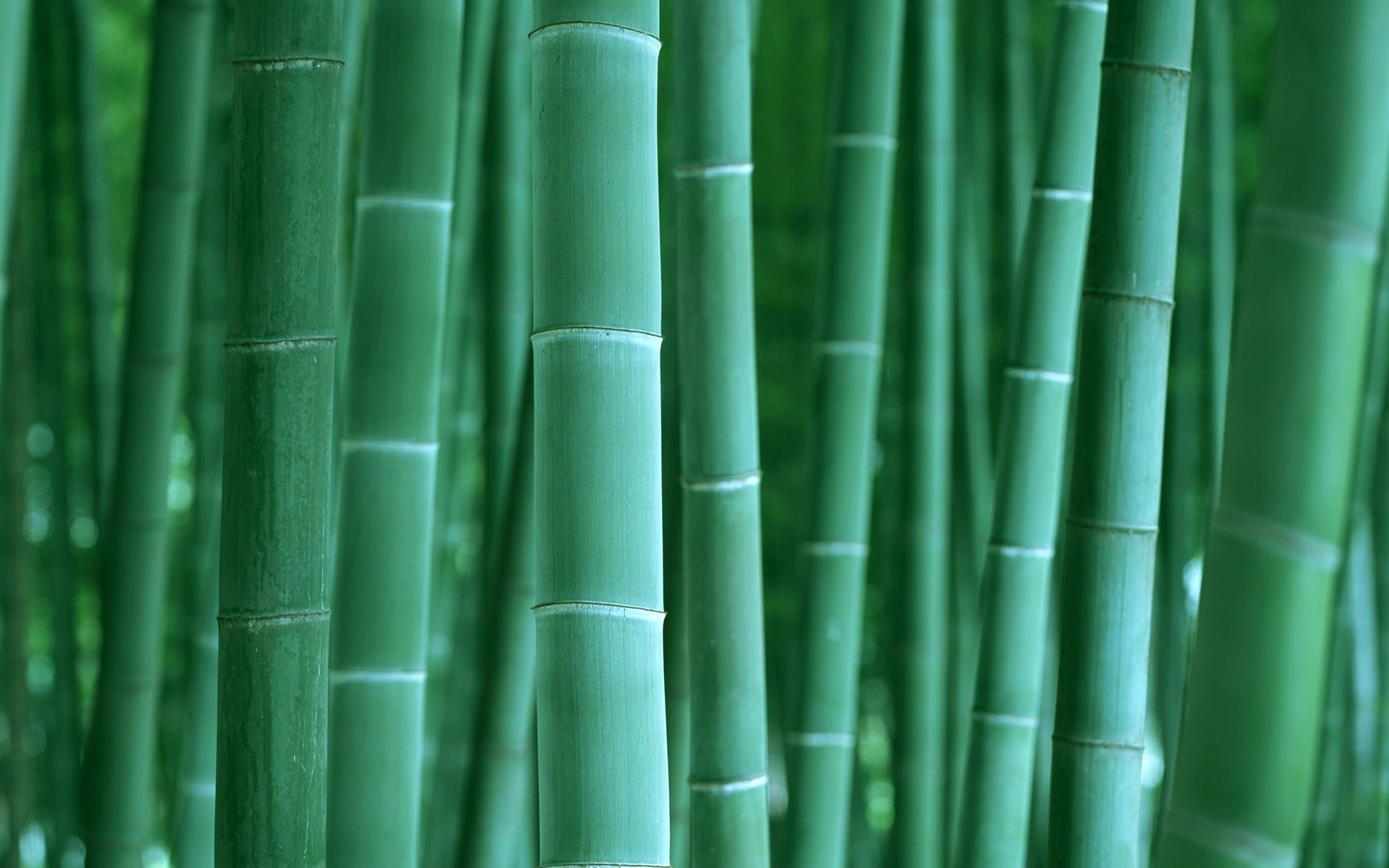 Bamboo wallpaper, Natural beauty, Exquisite bamboo, Tranquil background, 1920x1200 HD Desktop