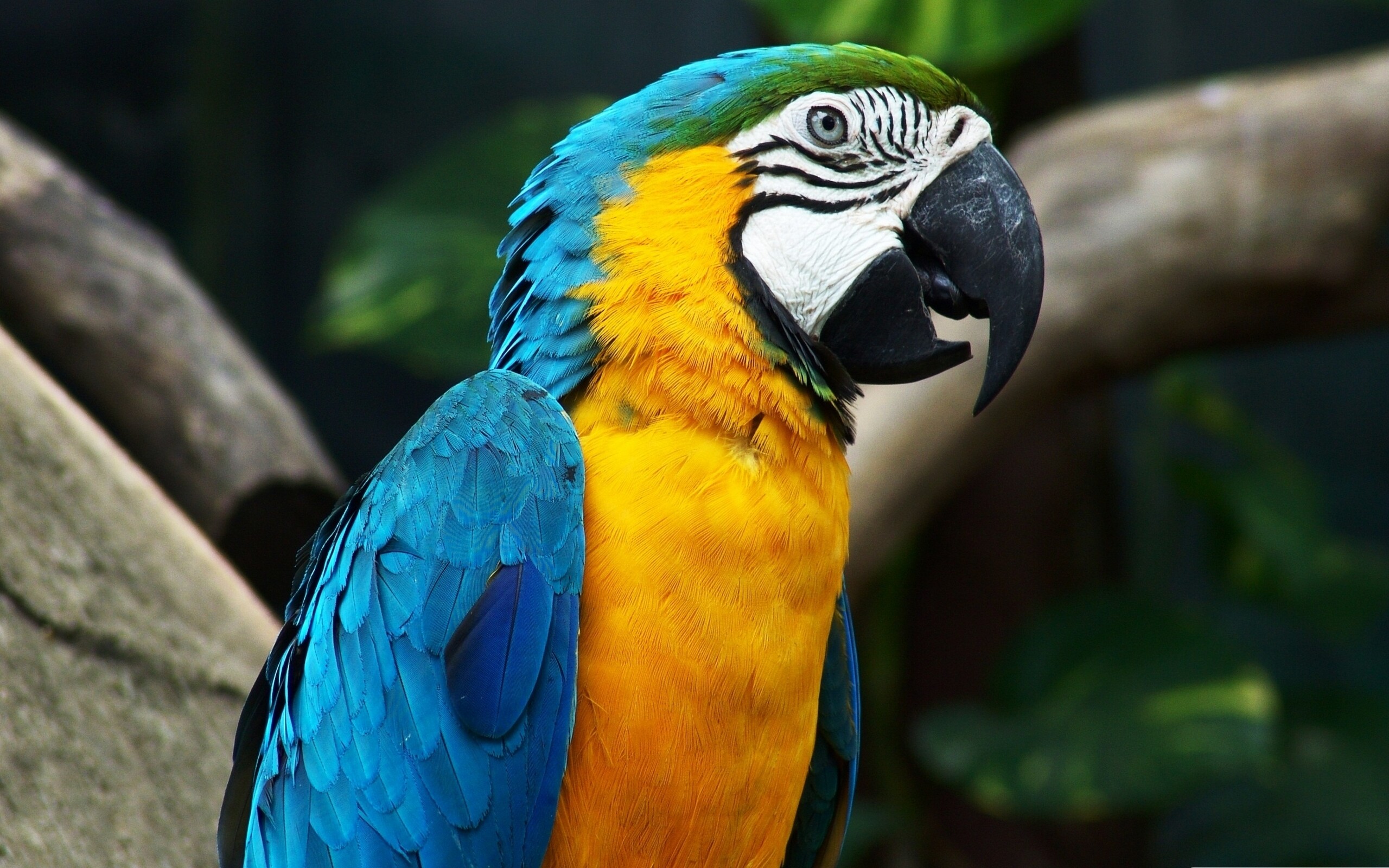 Parrot wallpapers, Beautiful avian species, Colorful feathers, Wildlife photography, 2560x1600 HD Desktop