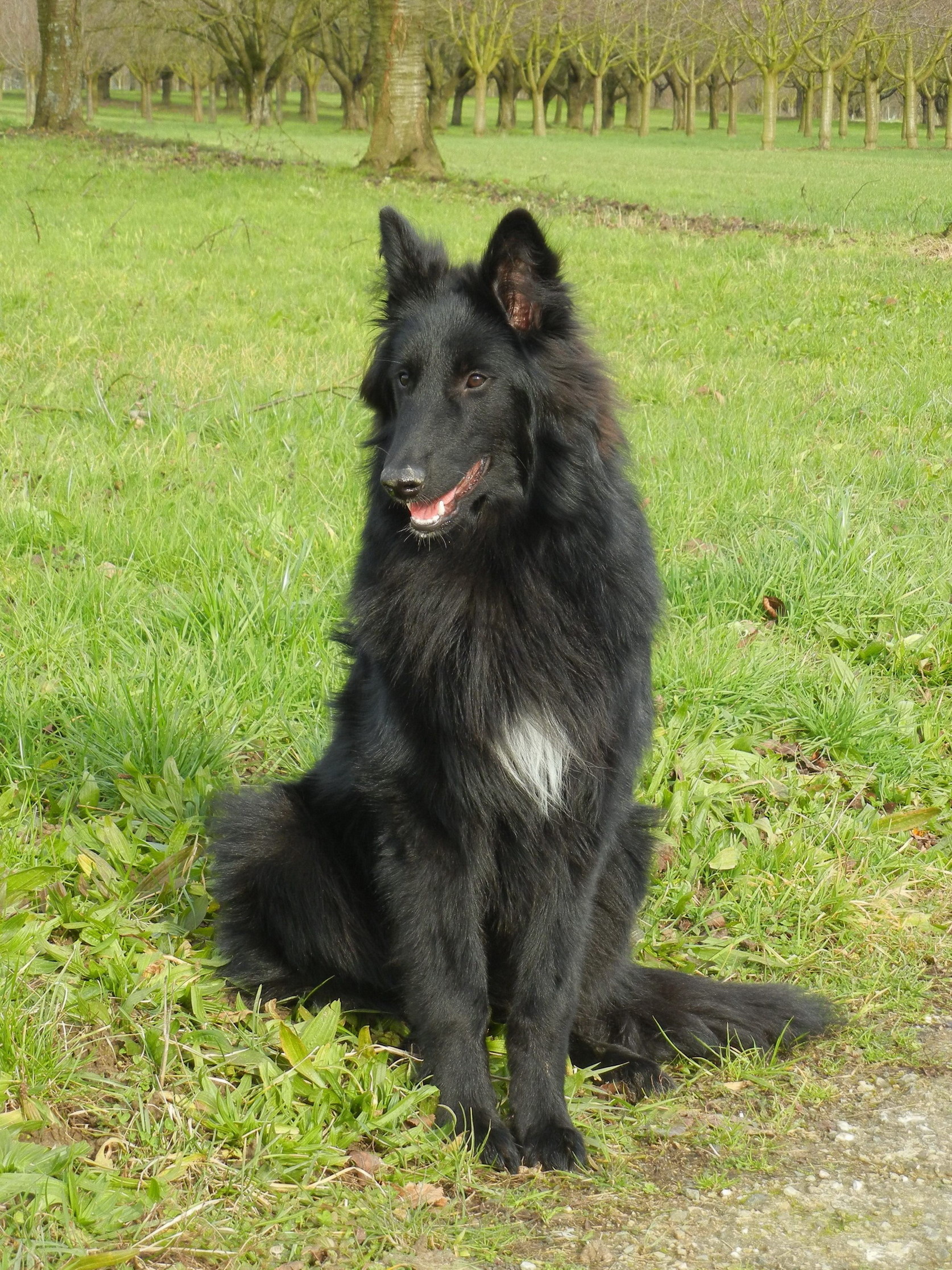 Belgian Tervuren, Beautiful photos, Captivating images, Working breed, 1680x2240 HD Phone