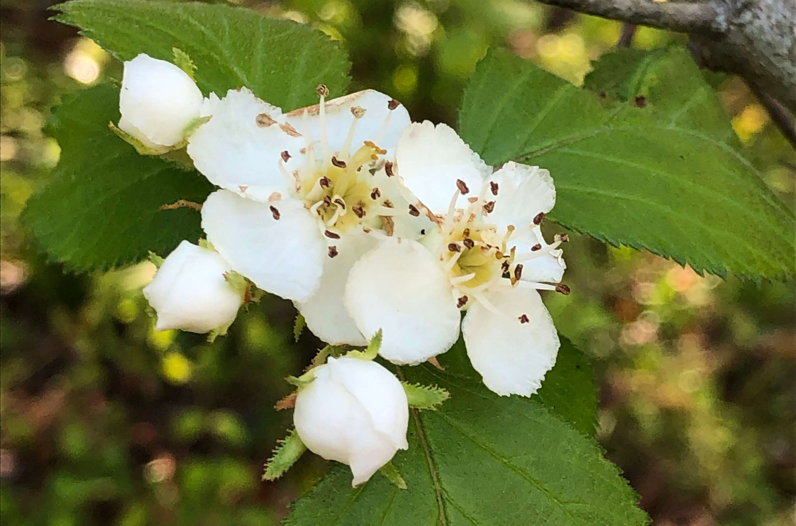 Hawthorn Tree Nature, Unknown Population, Rare Endangered Tree, USDA, 3030x2000 HD Desktop