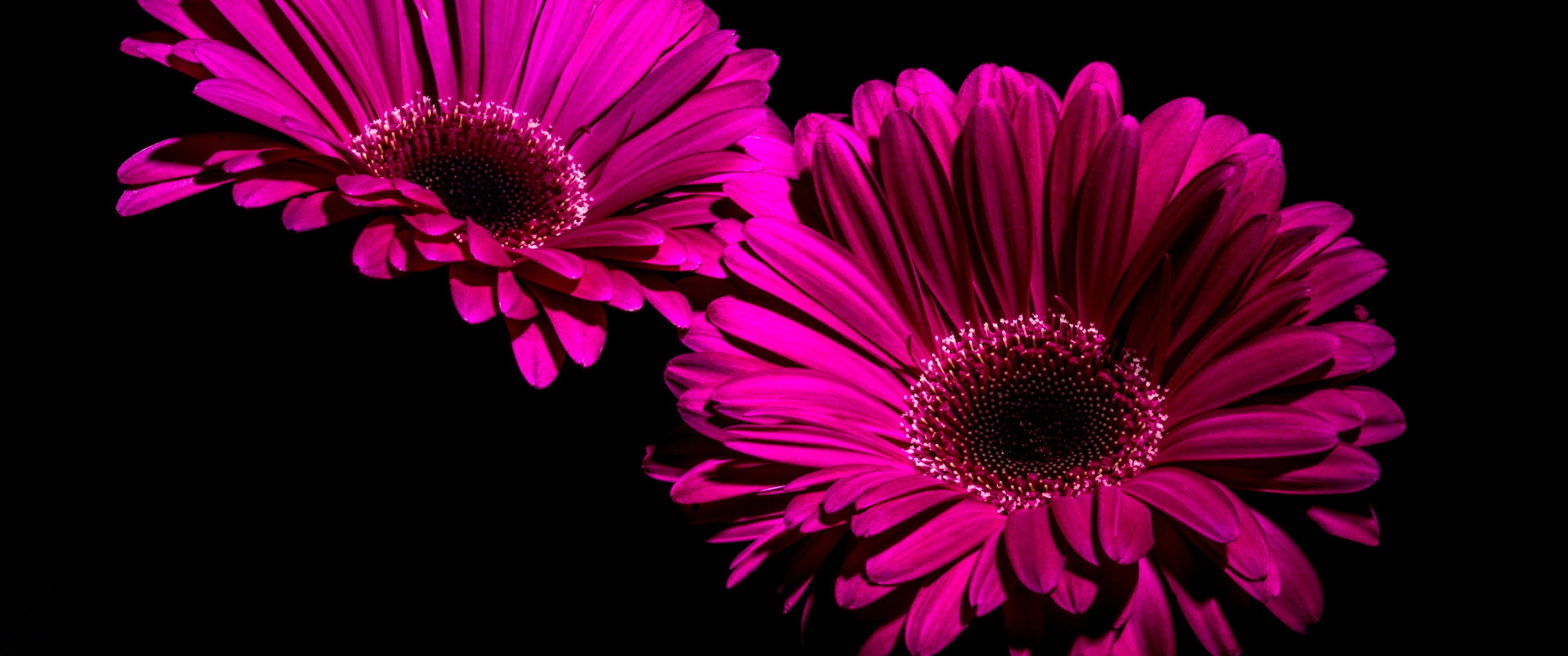 Gerbera Daisy, 4K purple flowers, Black background macro, Closeup flowers, 3440x1440 Dual Screen Desktop