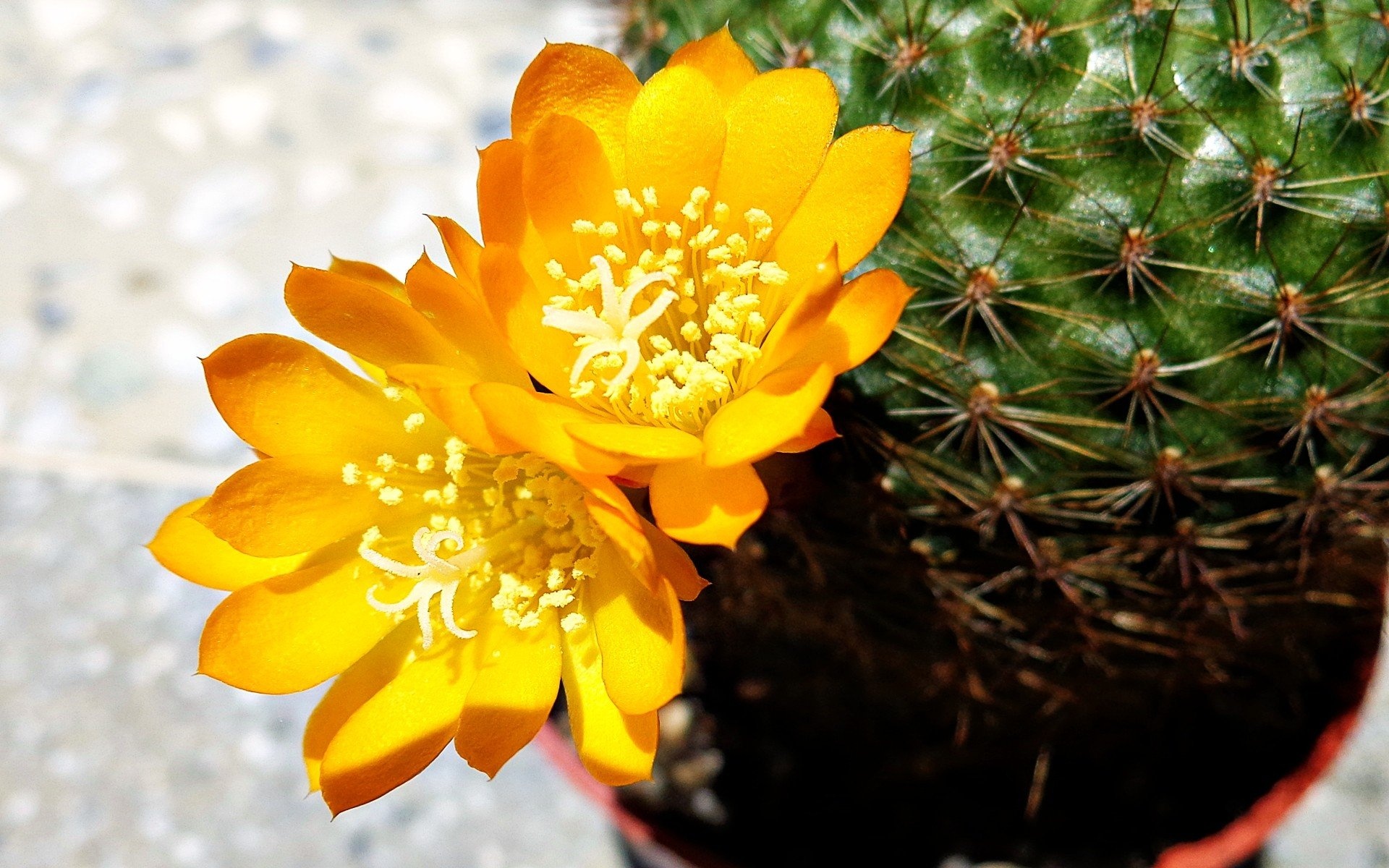 Nature's bouquet, Yellow flowers, Cactus flowers, Botanical beauty, 1920x1200 HD Desktop