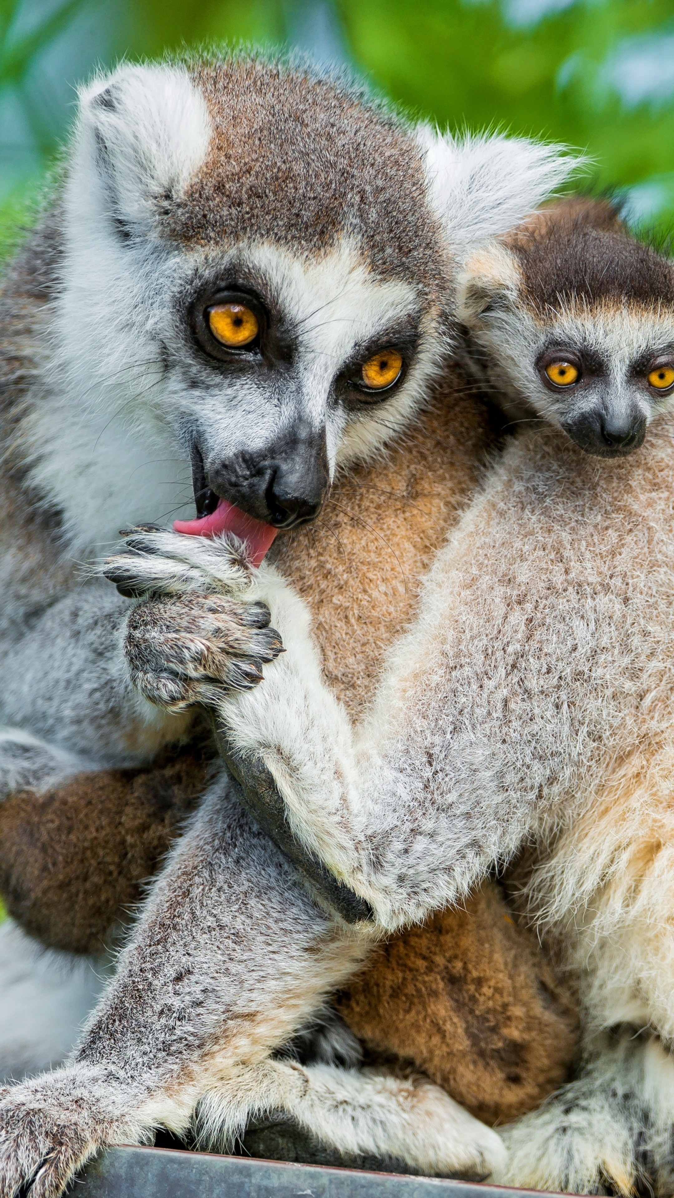 Lemurs, Wild Animals Wallpaper, 2160x3840 4K Phone