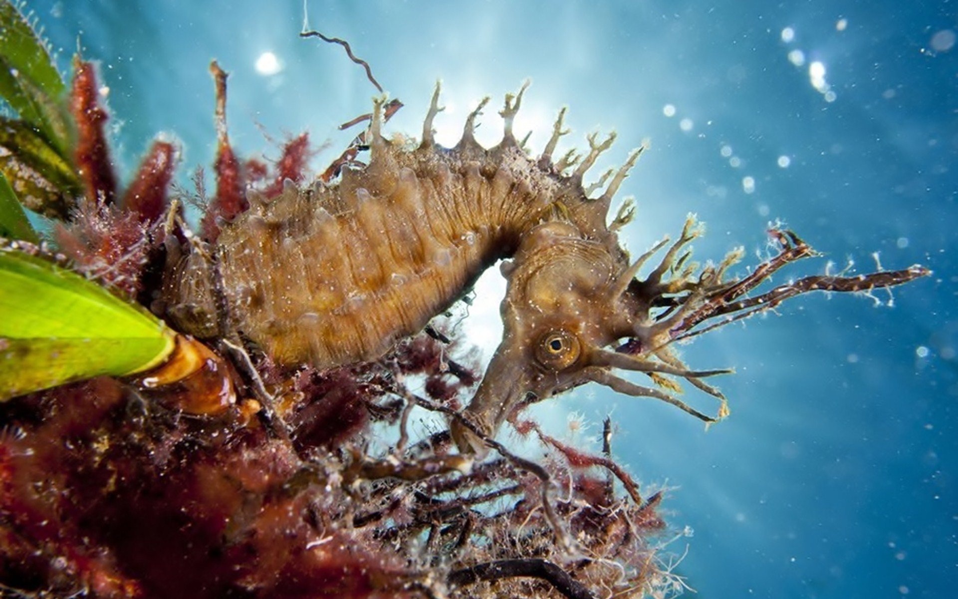 Seahorse, HD wallpapers, Desktop backgrounds, Animals, 1920x1200 HD Desktop