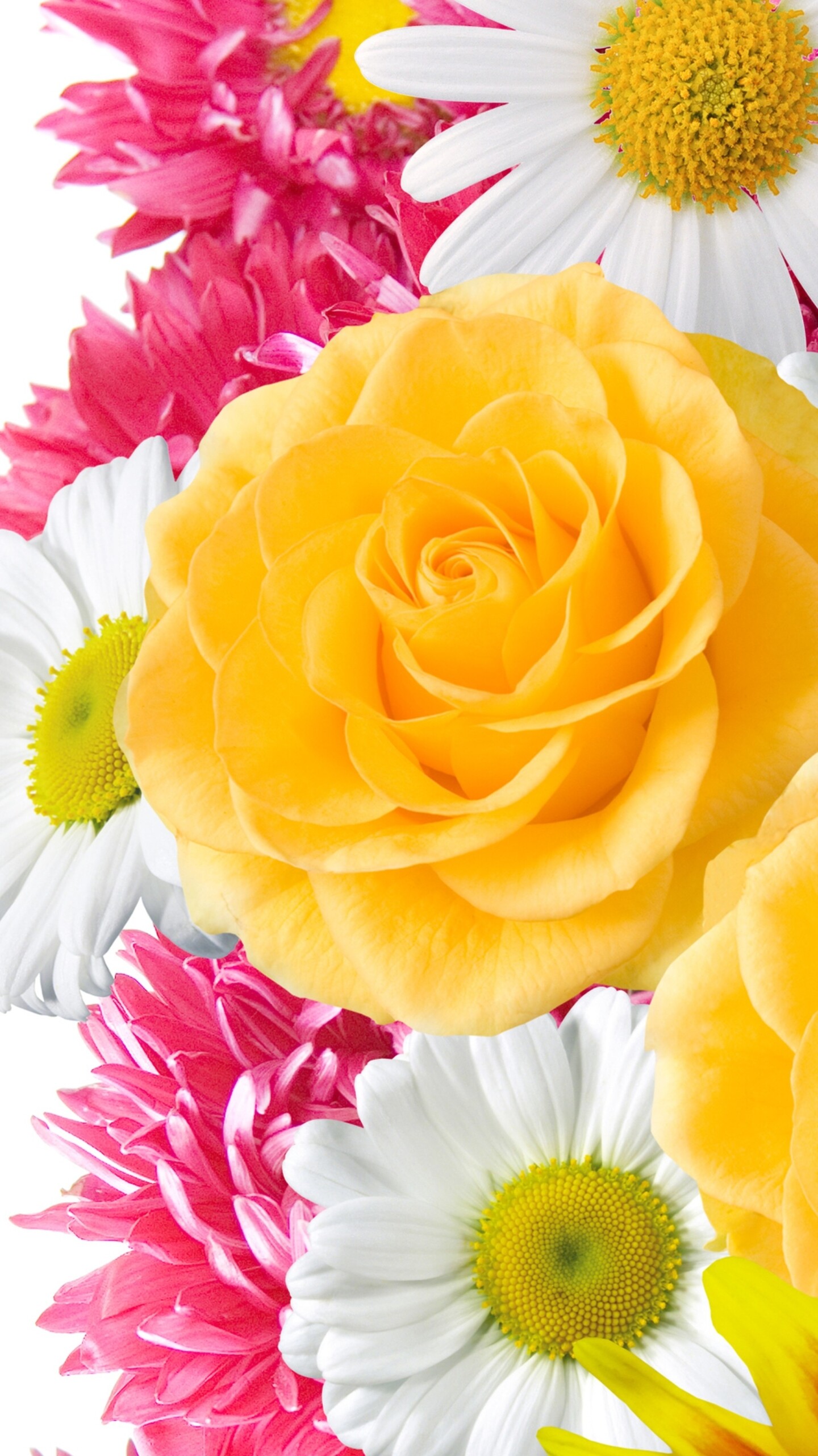 Flower wallpapers, Colorful and vibrant, High-resolution images, 1440x2560 HD Phone