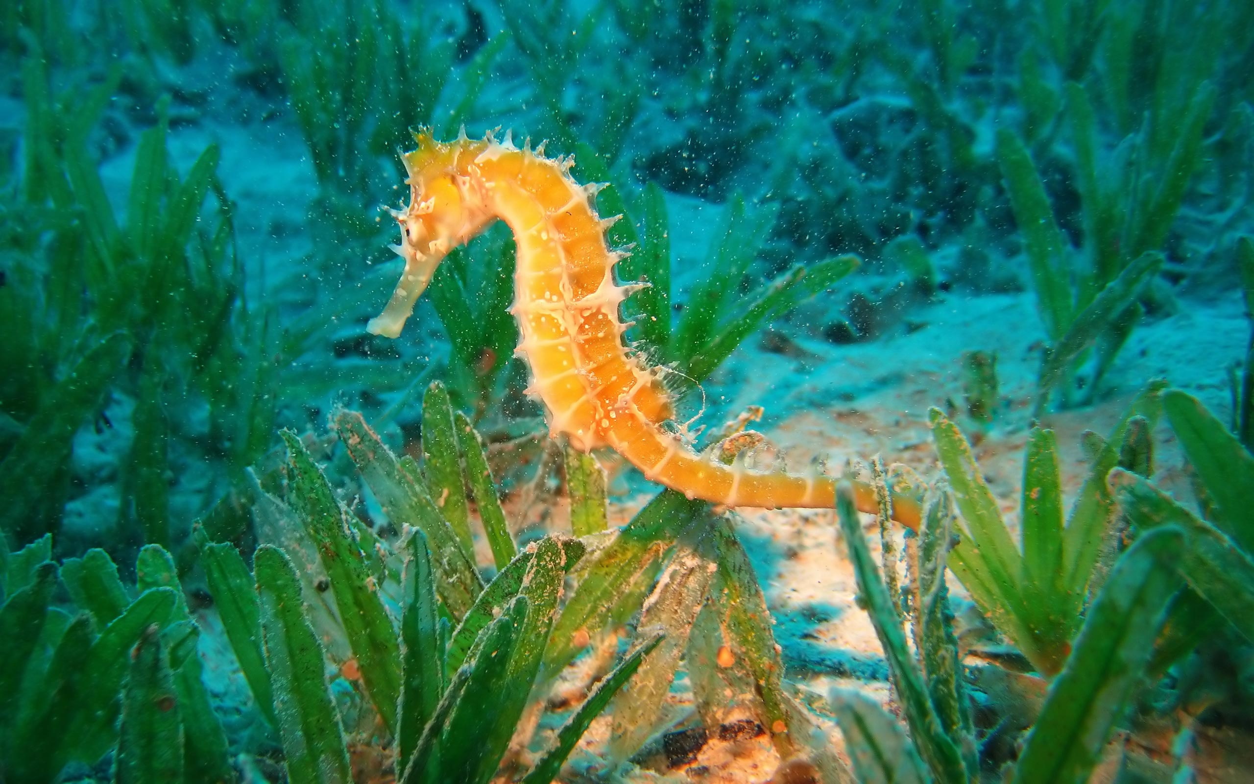 Oceanarium, Yellow seahorse, Oceanarium aquarium, 2560x1600 HD Desktop