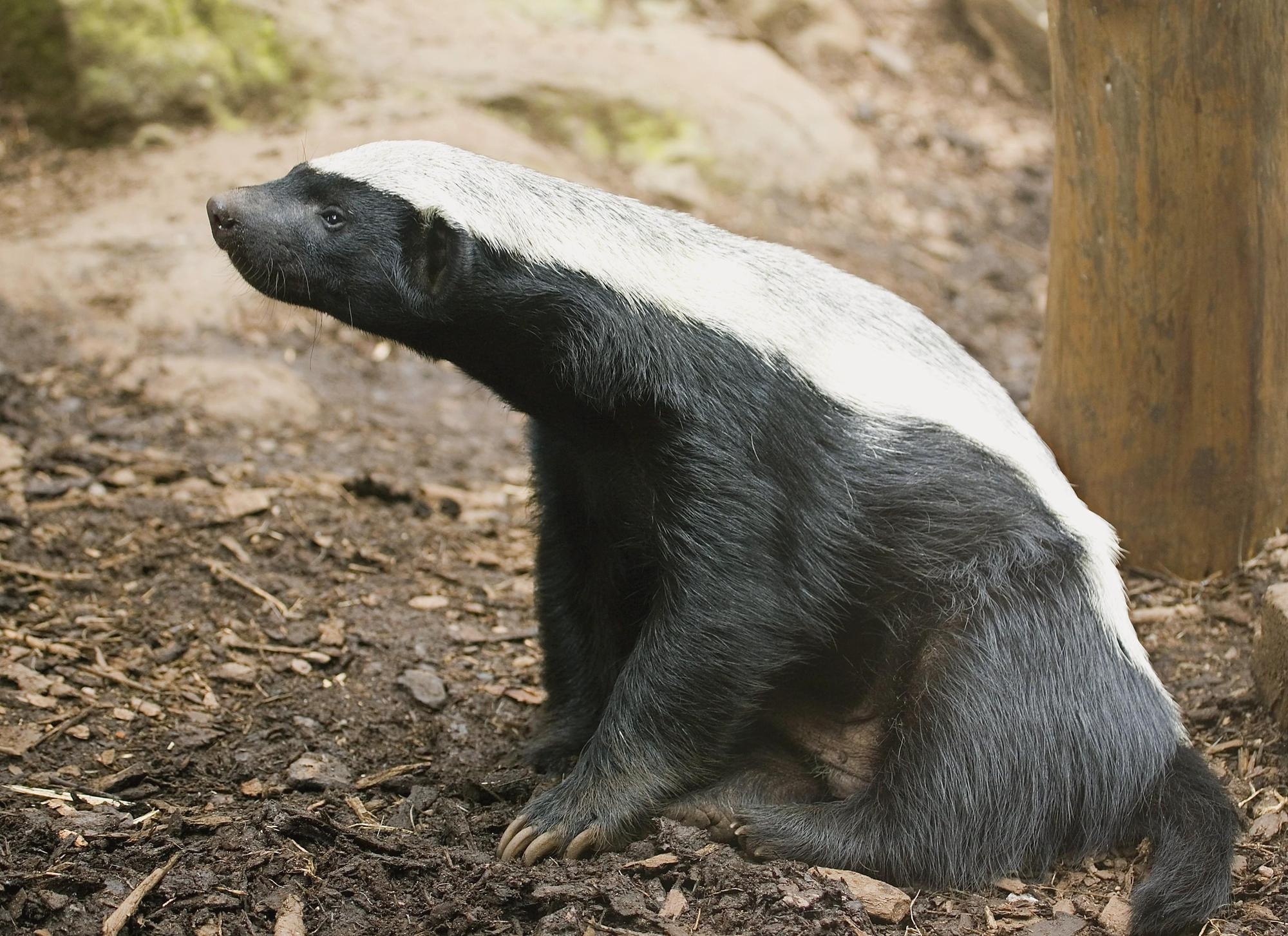 Fierce honey badger, Resilient survivor, Nature's tenacity, Fearless predator, 2000x1460 HD Desktop