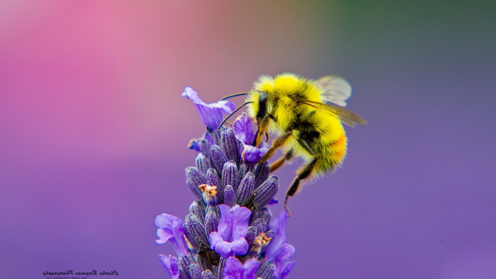 Bee, Lavender nectar beauty, Full HD wallpapers, Nature's elegance, 1920x1080 Full HD Desktop