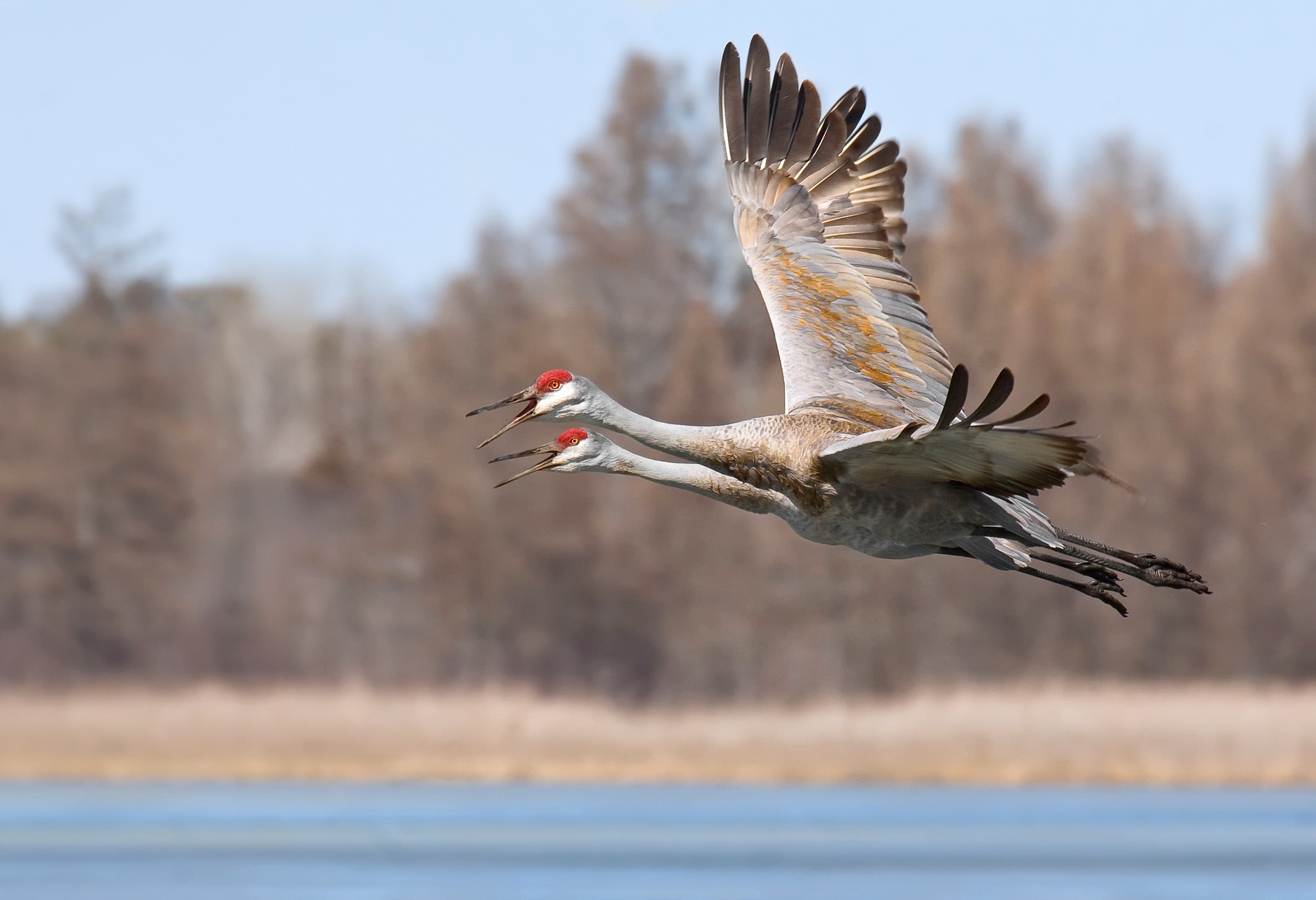 Crane wallpapers, Bird photography, Nature's marvel, Feathered beauty, 2050x1410 HD Desktop