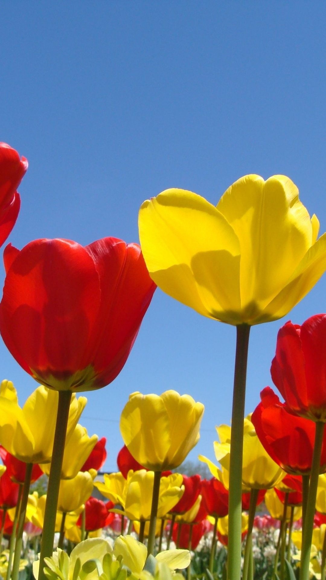 yellow tulip blossom, red tulip blossom, clear blue sky, Full HD Phone wallpaper