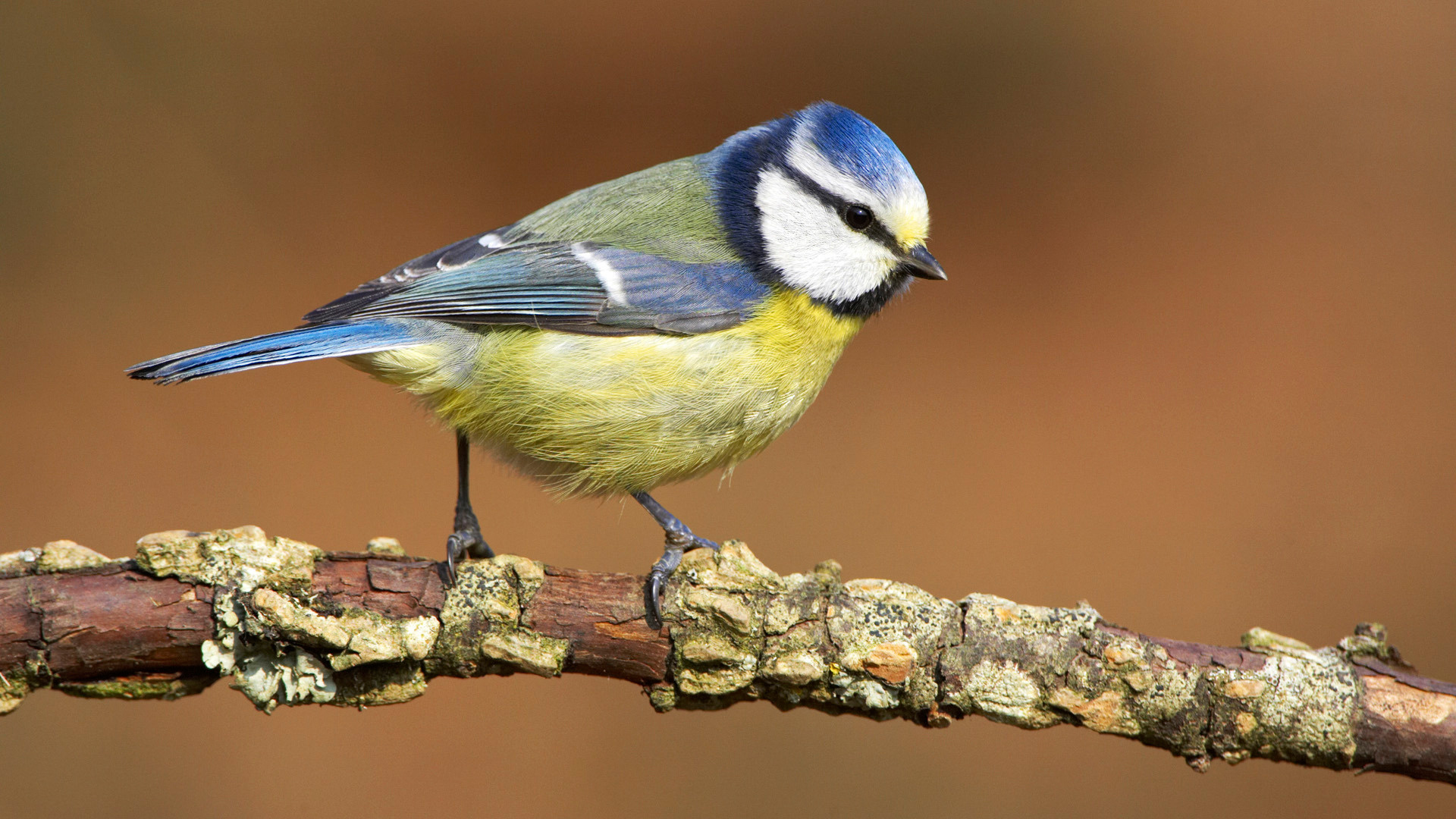 Blue Tit Wallpaper, Desktop Beauty, Mobile Enhanced, Titty Backgrounds, 1920x1080 Full HD Desktop